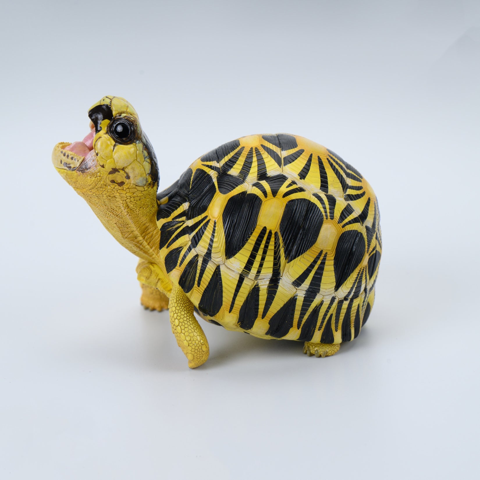 Animal Heavenly Body  Geochelone Radiata Turtle Figurine