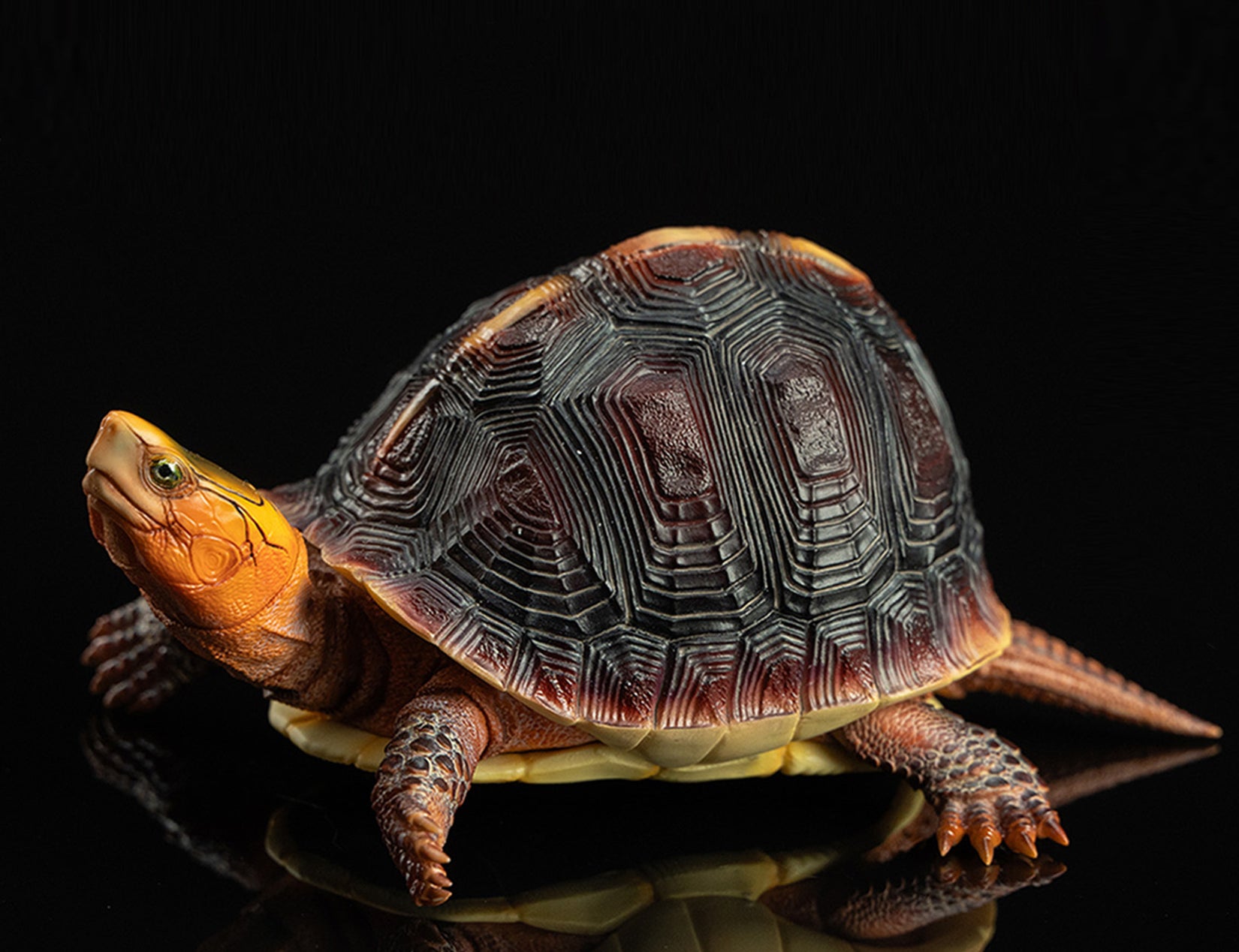 Cuora Flavomarginata Turtle Model