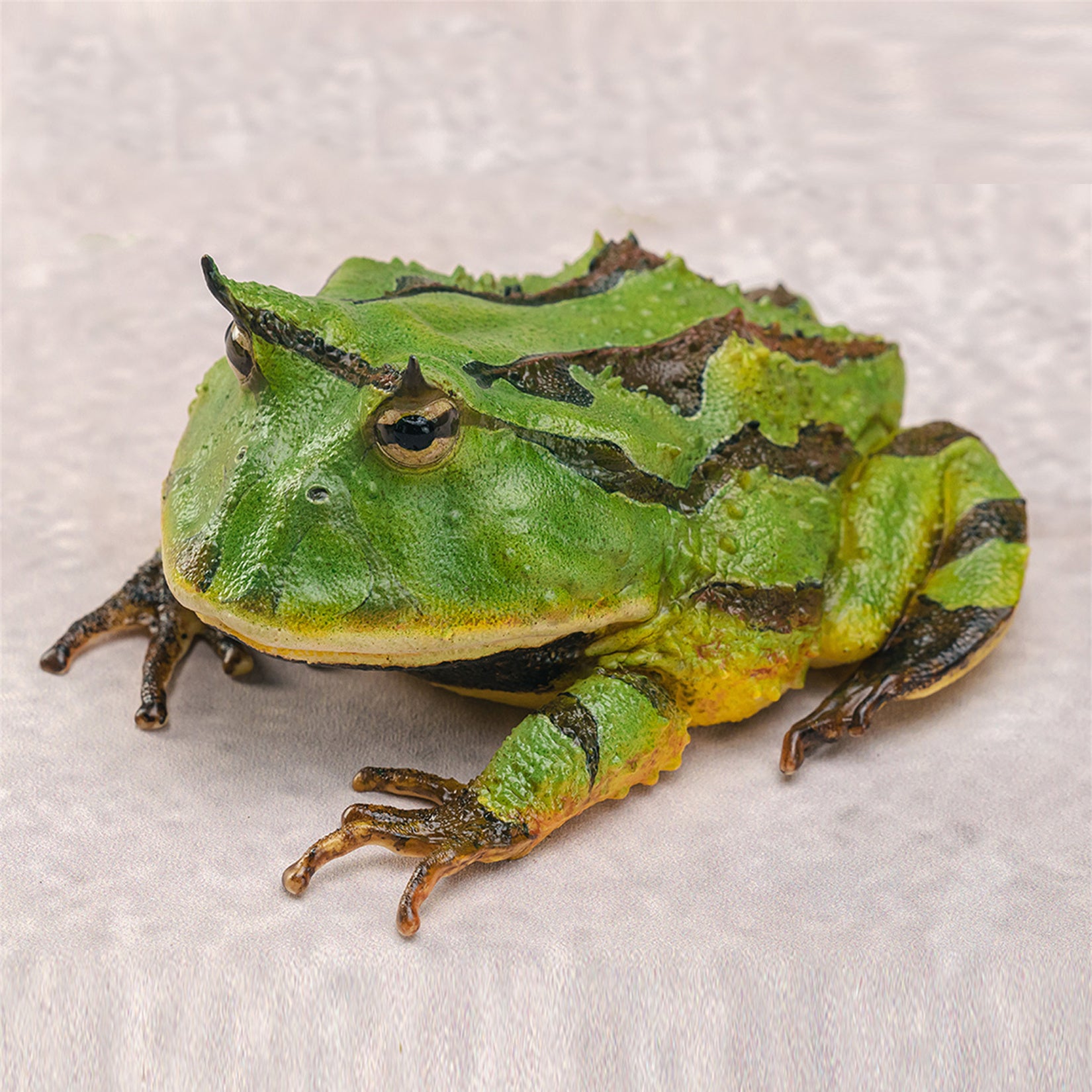 Surinam Horned Frog Model Ceratophrys Cornuta Figure