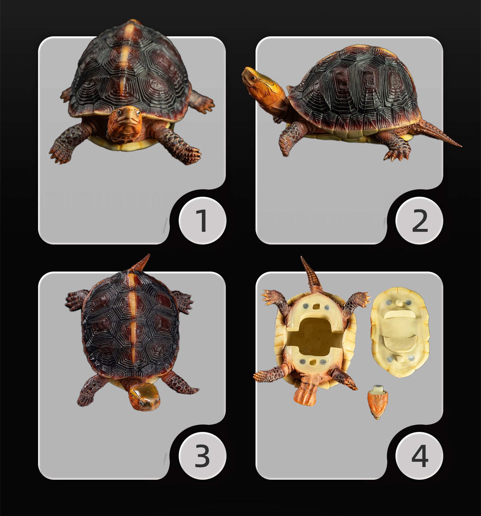 Cuora Flavomarginata Turtle Model