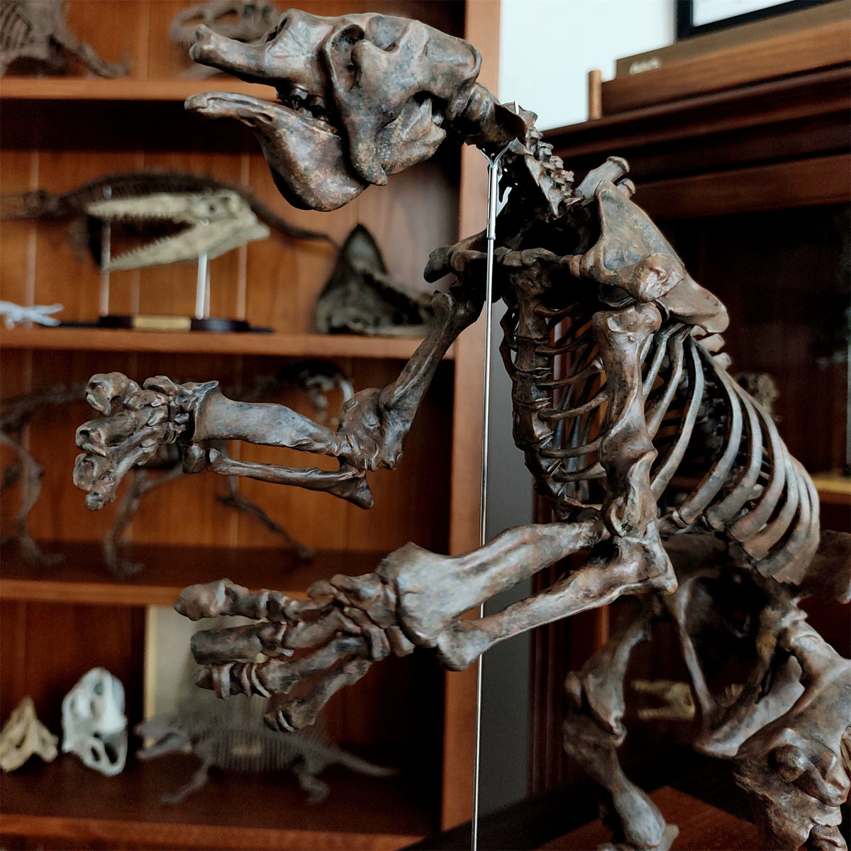 3D Printed 1:10 Scale Large Megatherium Skull Model