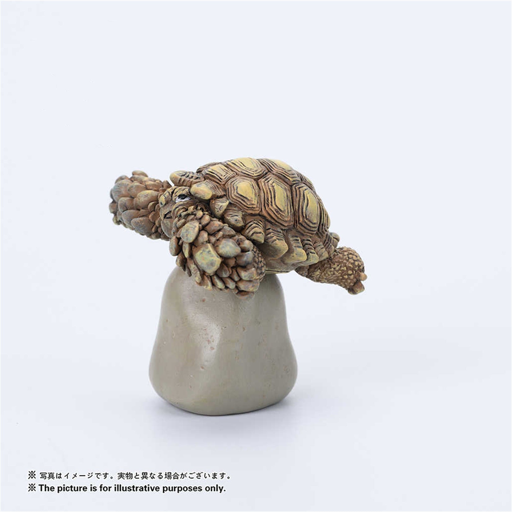 Centrochelys Sulcata Model