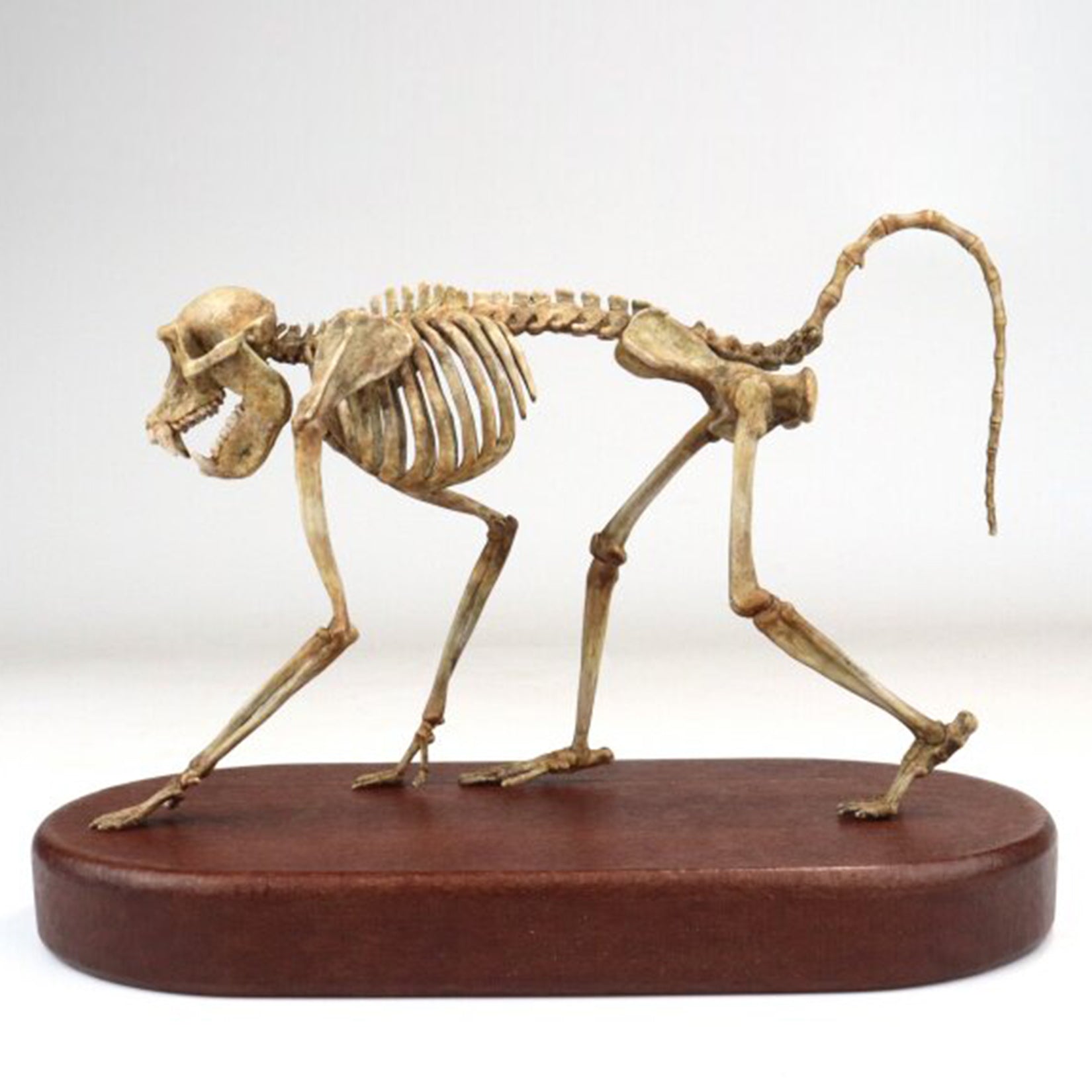 1:5 Scale 3D Printed Baboon Skeleton Display Figurine
