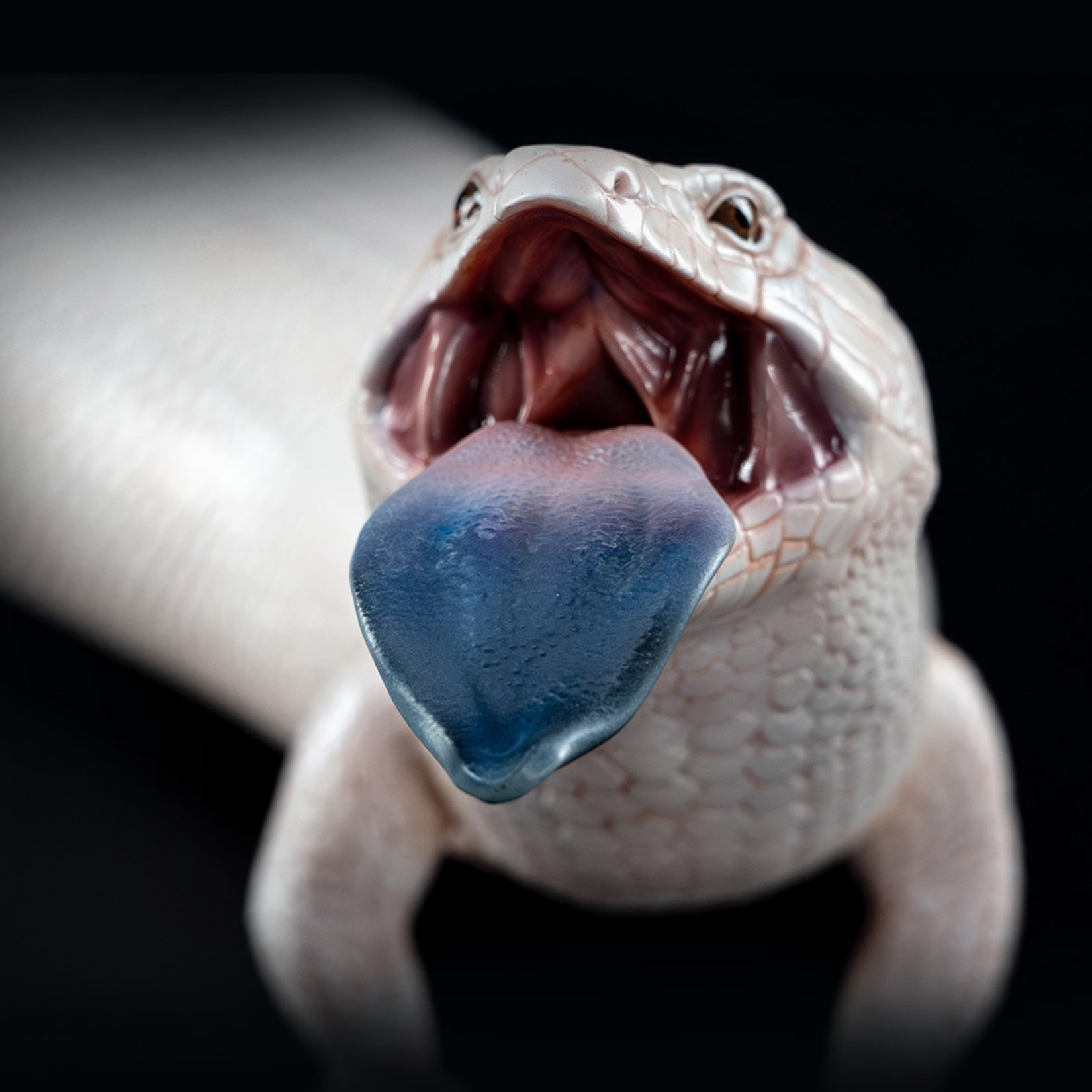 Common Bluetongue Model