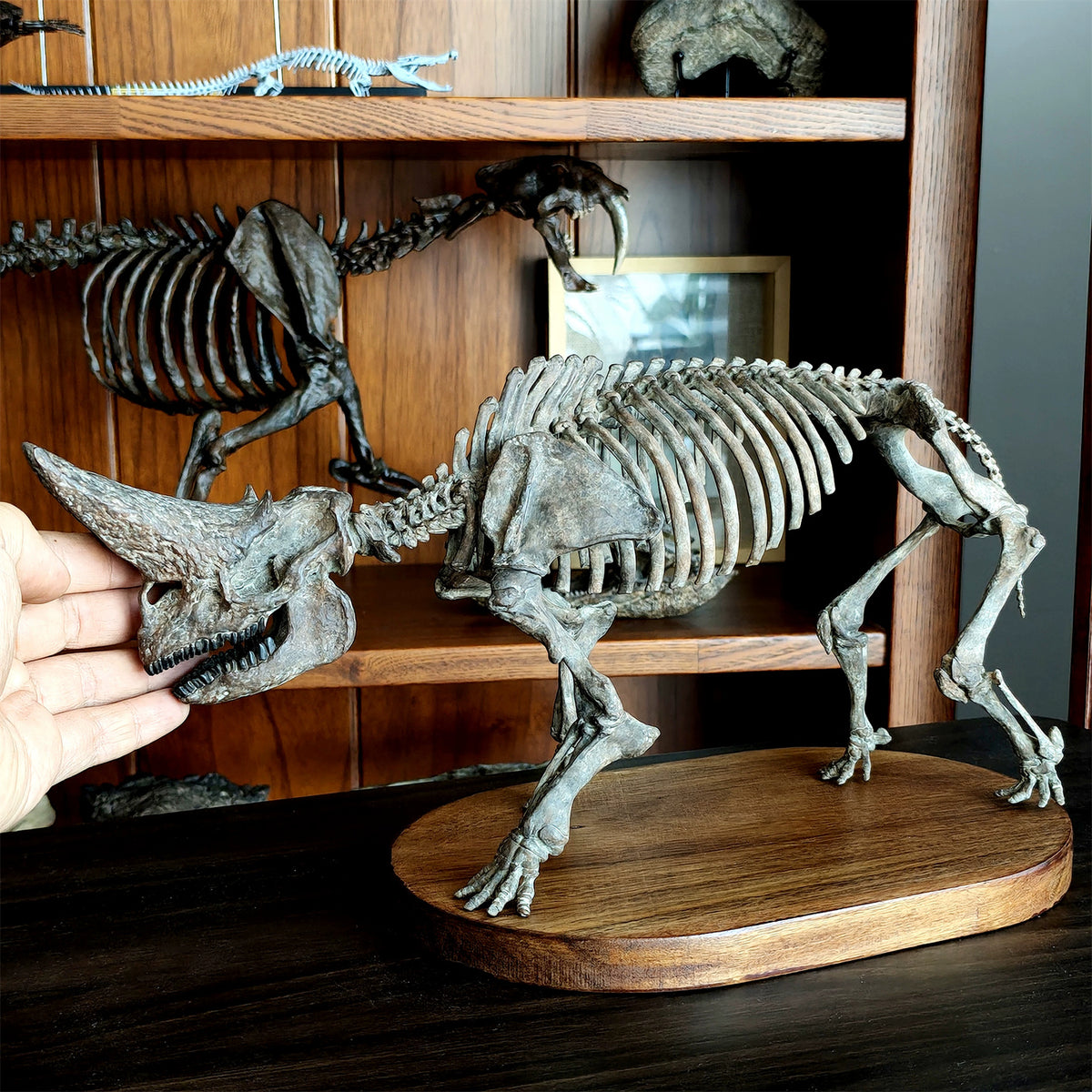 3D Printed 1:18 Scale Arsnoitherium Skeleton Model