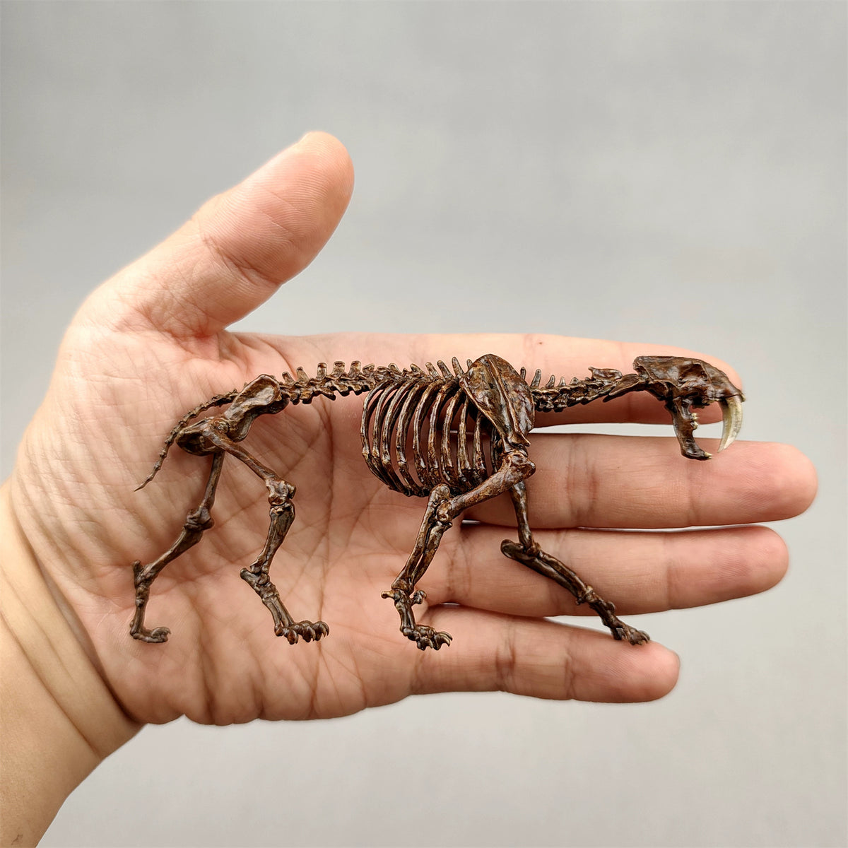 3D Printed 1:20 Scale Sabre-toothed Tiger Skeleton Model