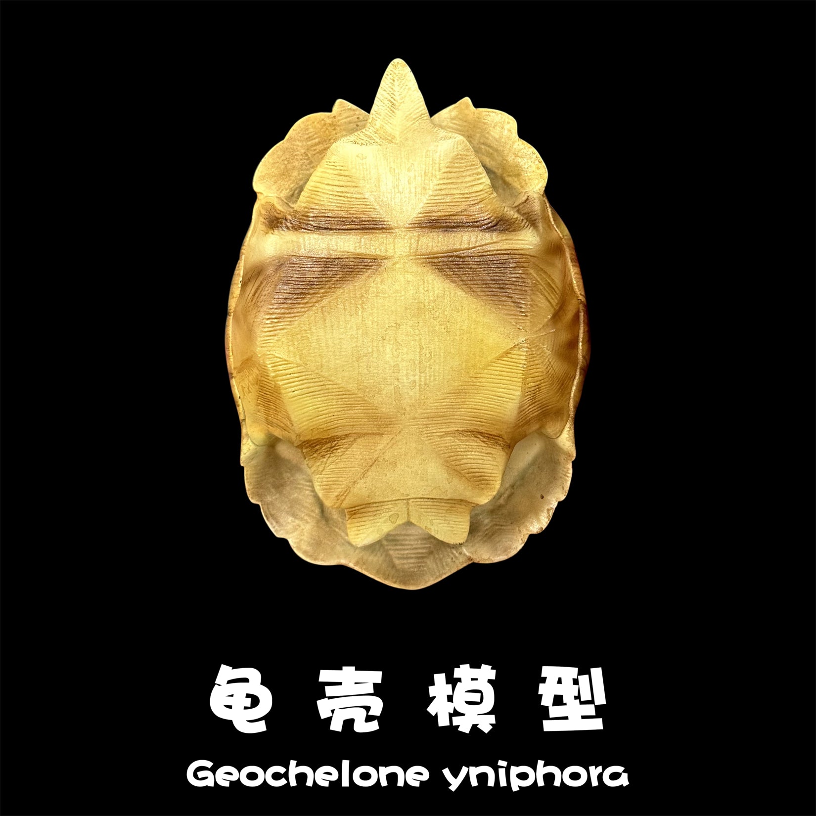 BOWUZHI Studio Realistic Geochelone Yniphora Model