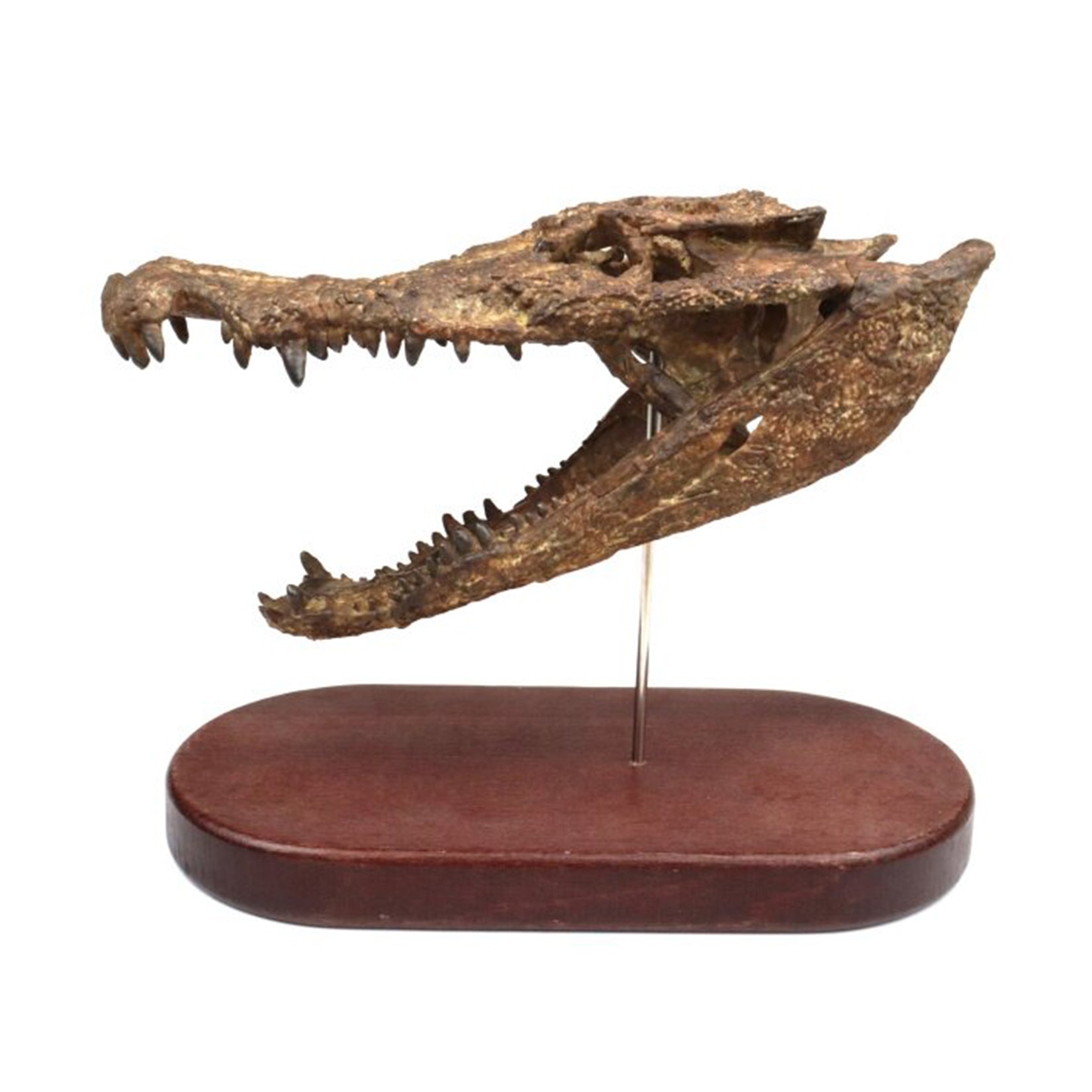 1:10 Scale 3D Printed Crocodile Skull Fossil Resin Model
