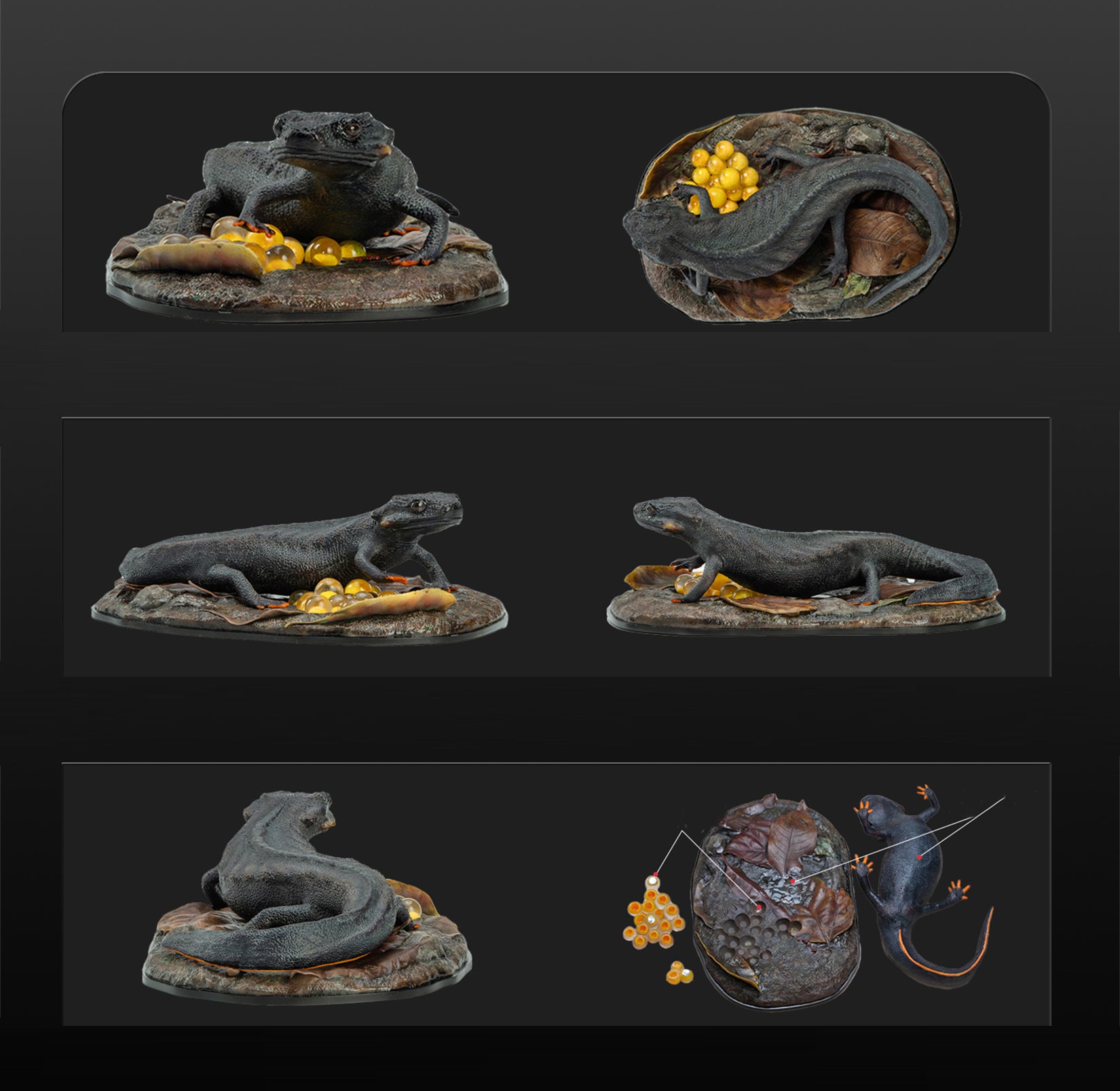 Echinotriton Chinhaiensis Model