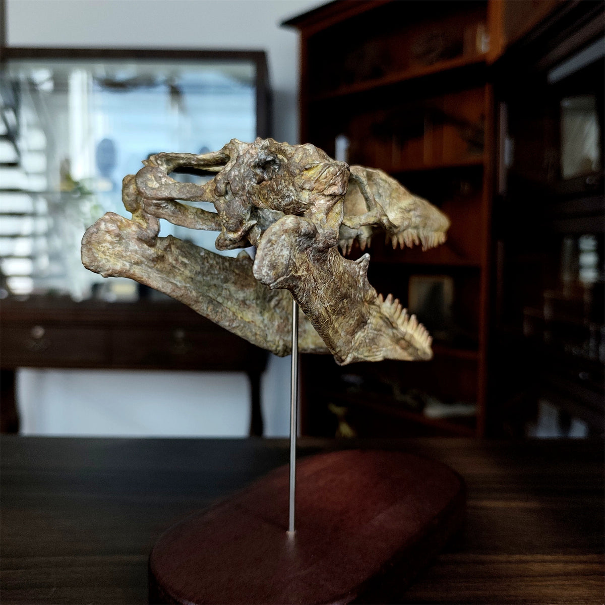 3D Printed 1:6 Scale Mosasaurus Skull Model Dinosaur Scene Decoration