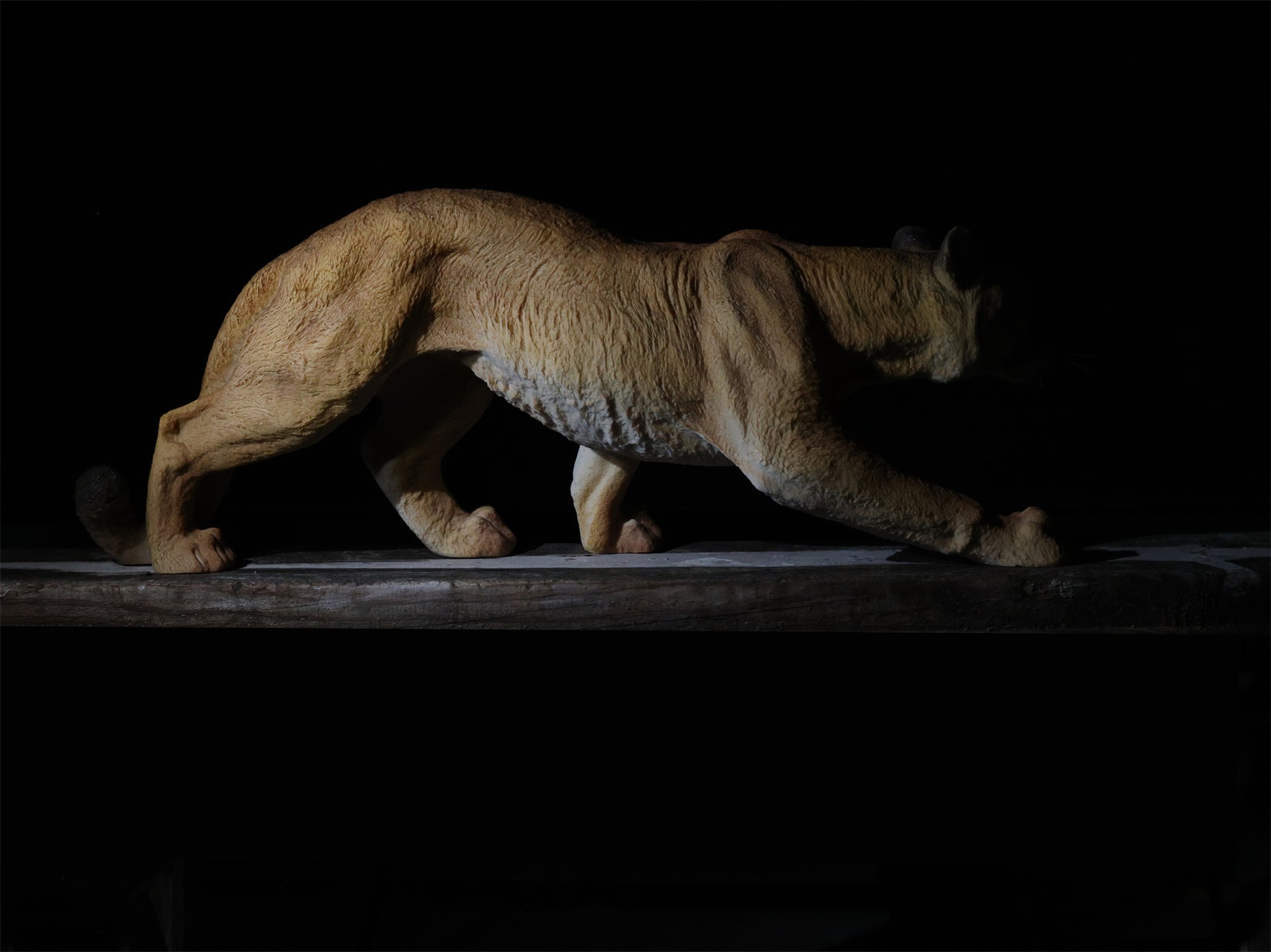 BOWUZHI Studio  1:6 Scale Cougar Model