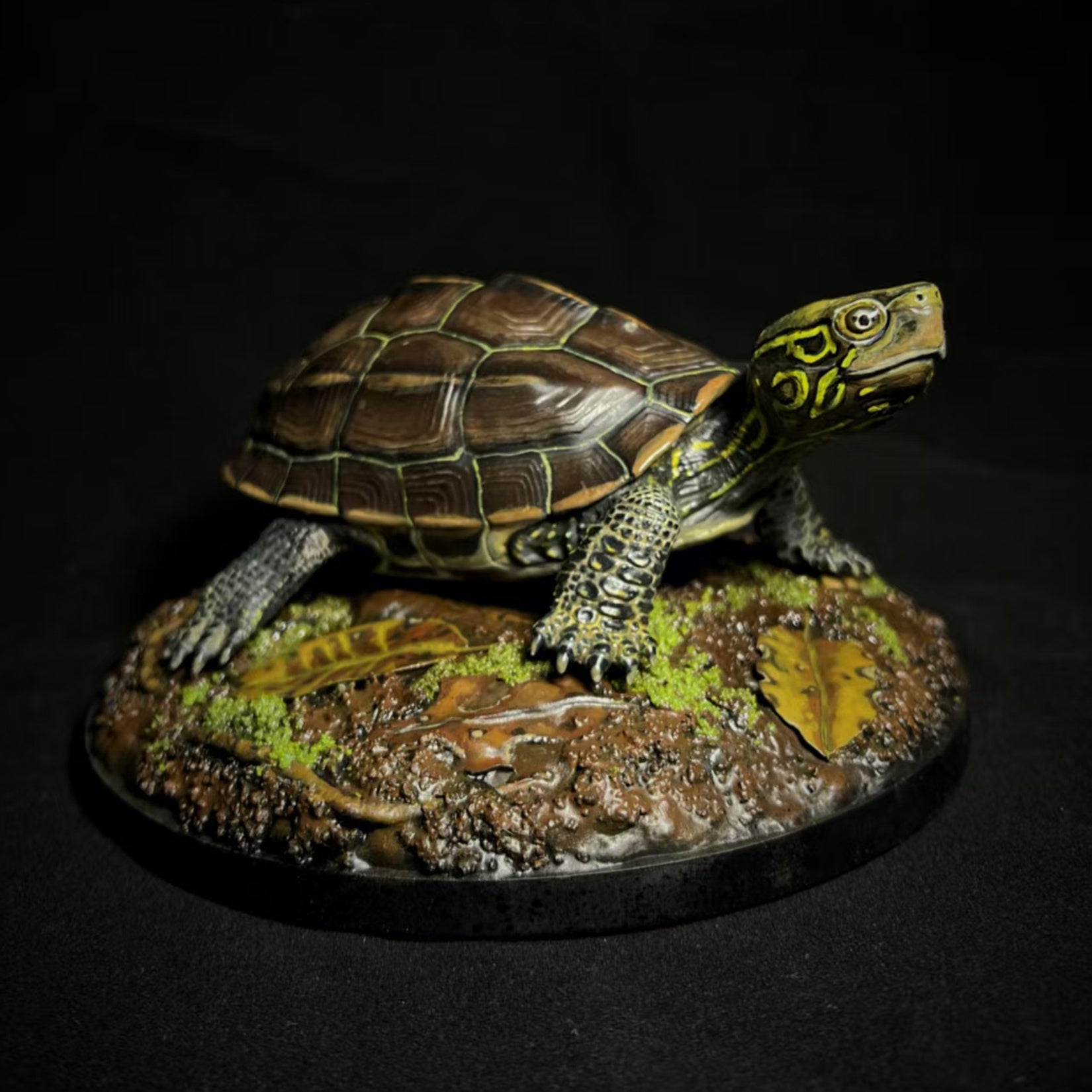 Großköpfiges Schildkrötenmodell 