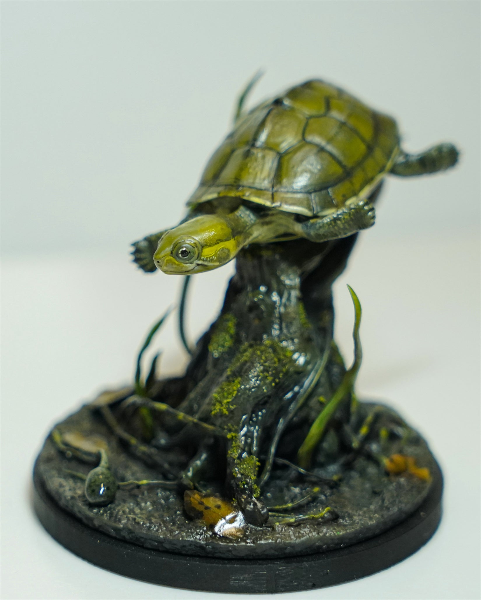 Yellow Pond Turtle Model