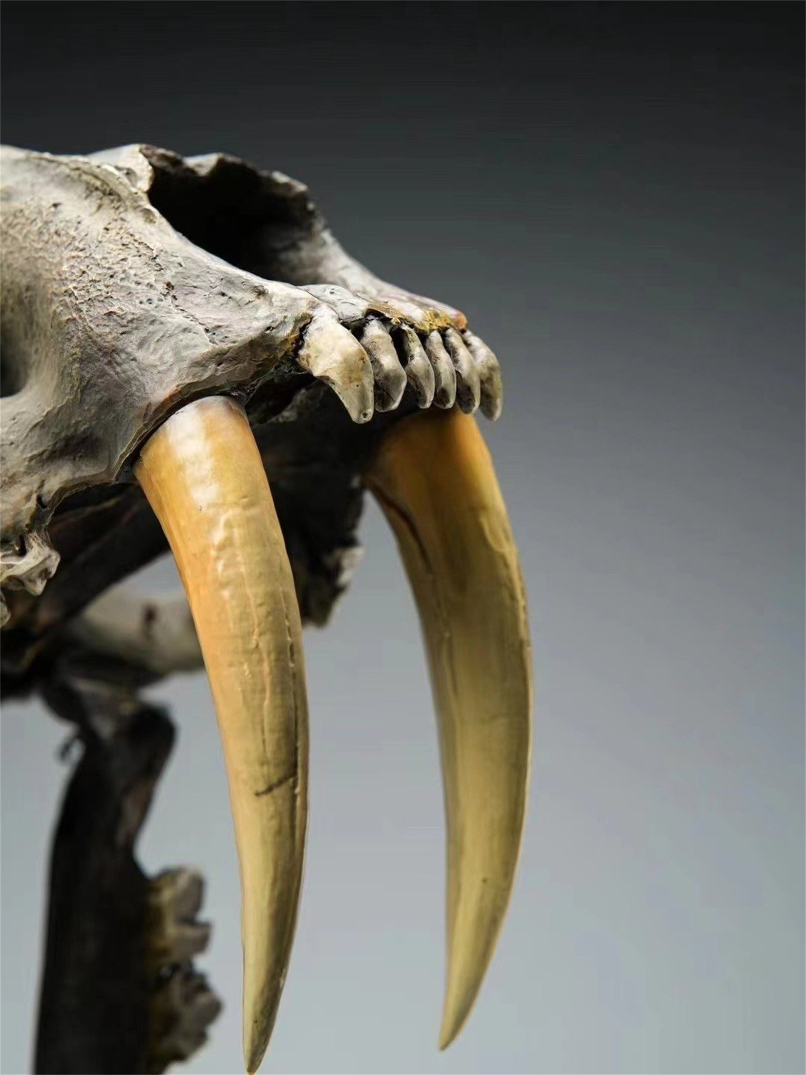 BOWUZHI Studio 1:1  Scale Saber-Tooth Tiger Skeleton Model