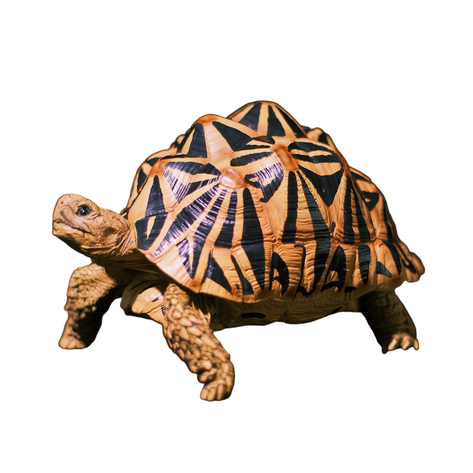 BOWUZHI Studio Star Turtle Model