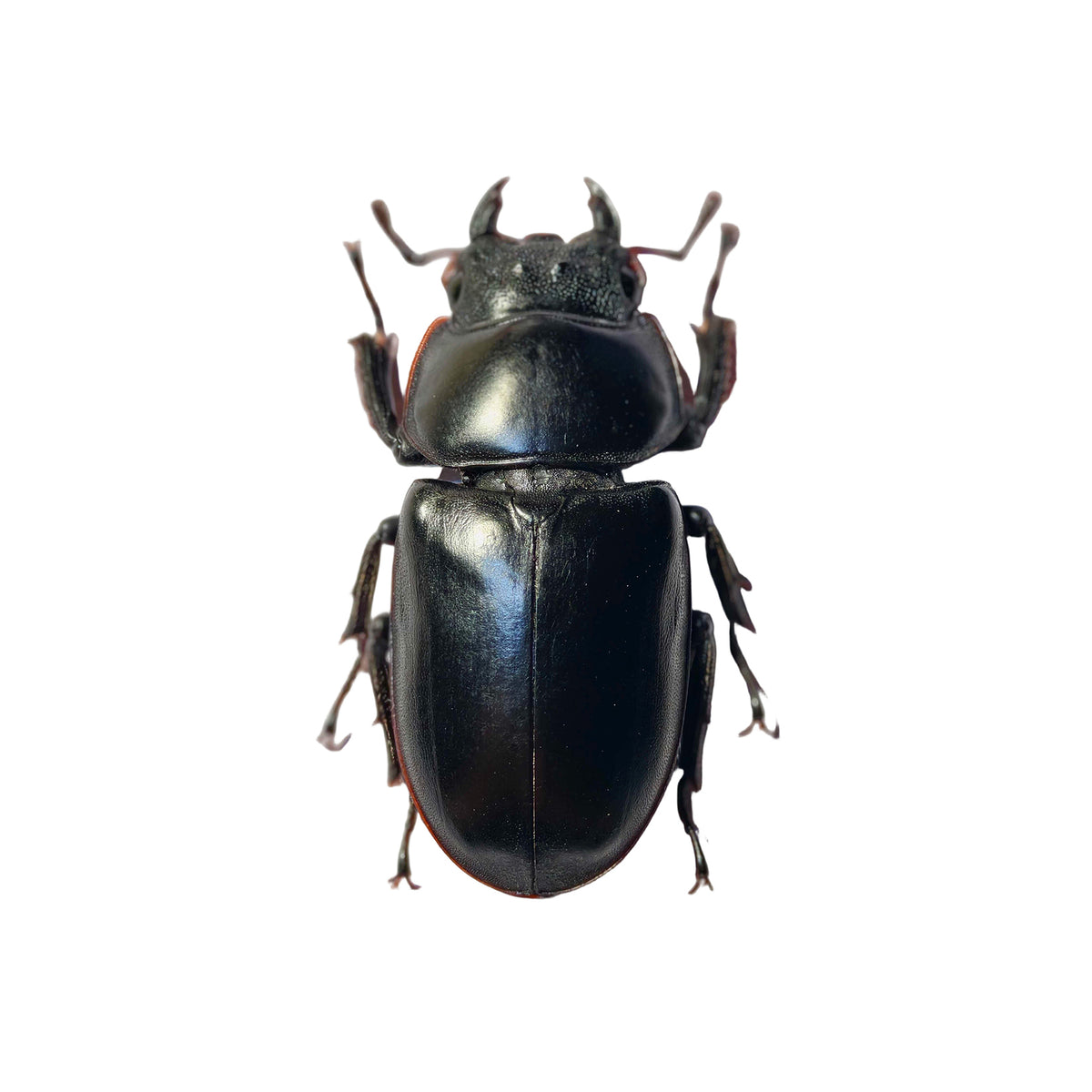 Dorcus Antaeus Fridge Insect Figure Magnet Model