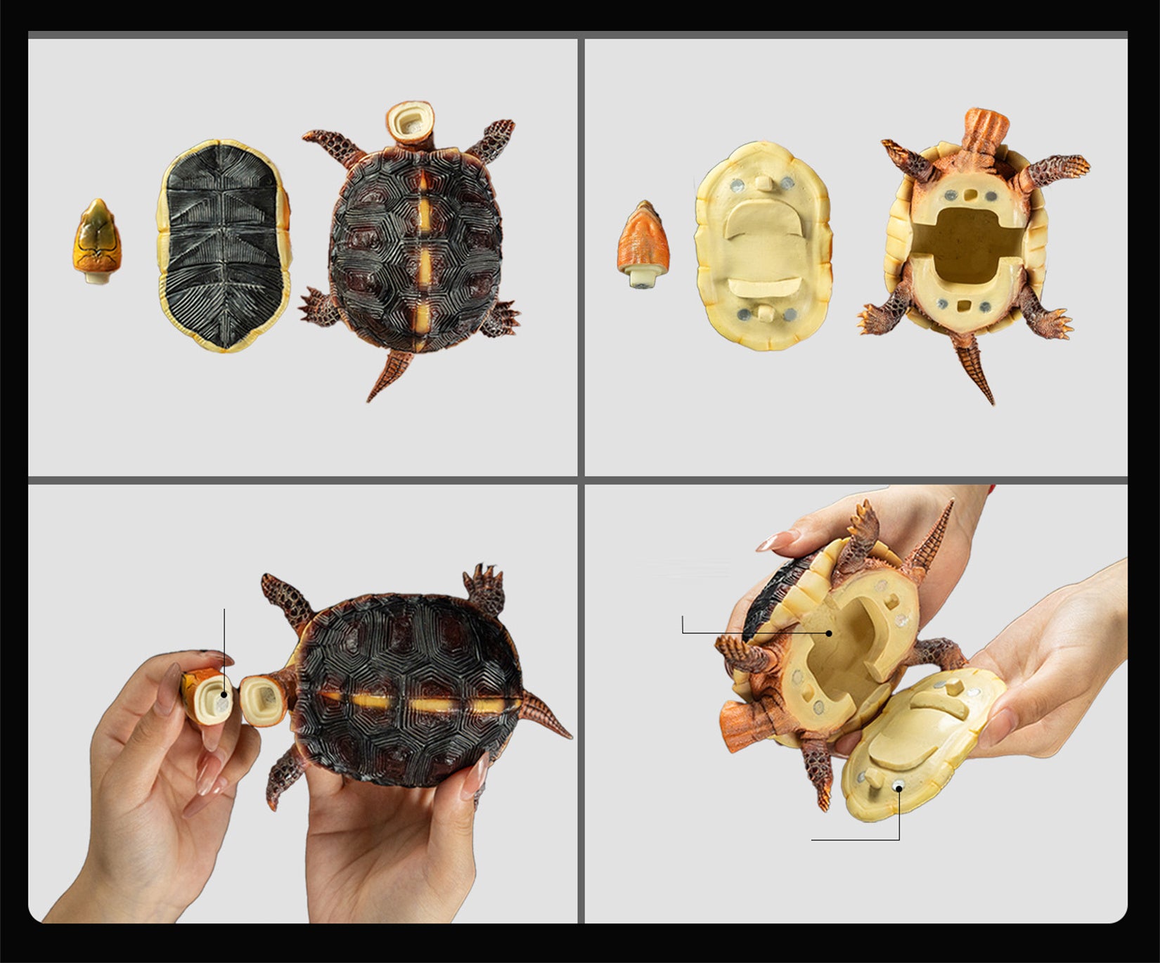 Cuora Flavomarginata Turtle Model