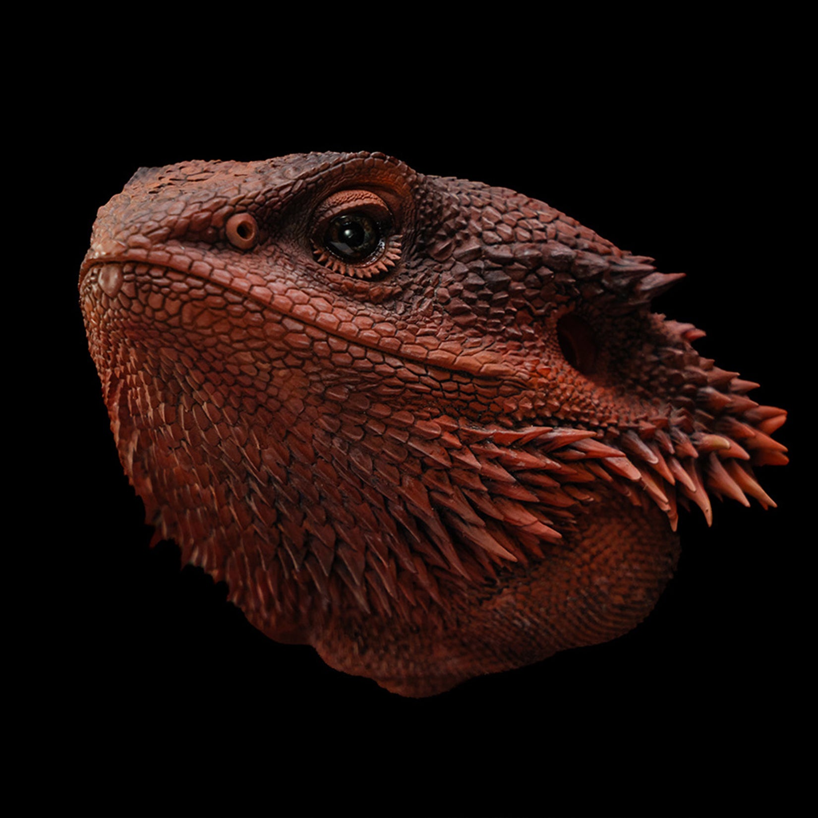 Pogona Vitticeps Head Model