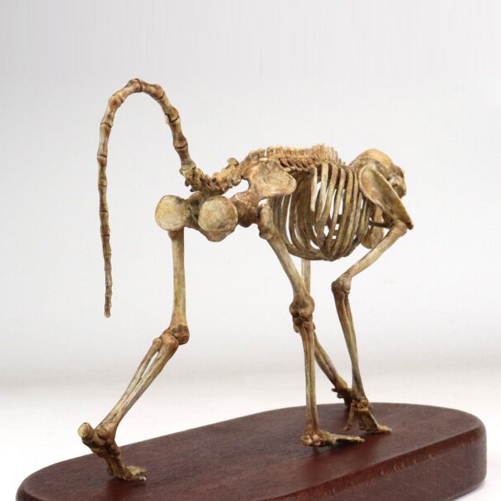 1:5 Scale 3D Printed Baboon Skeleton Display Figurine