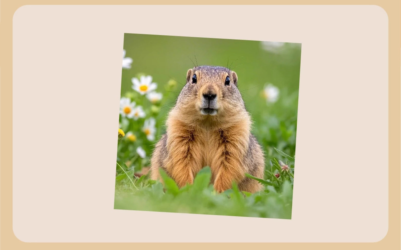 Marmots Model Resin Figure