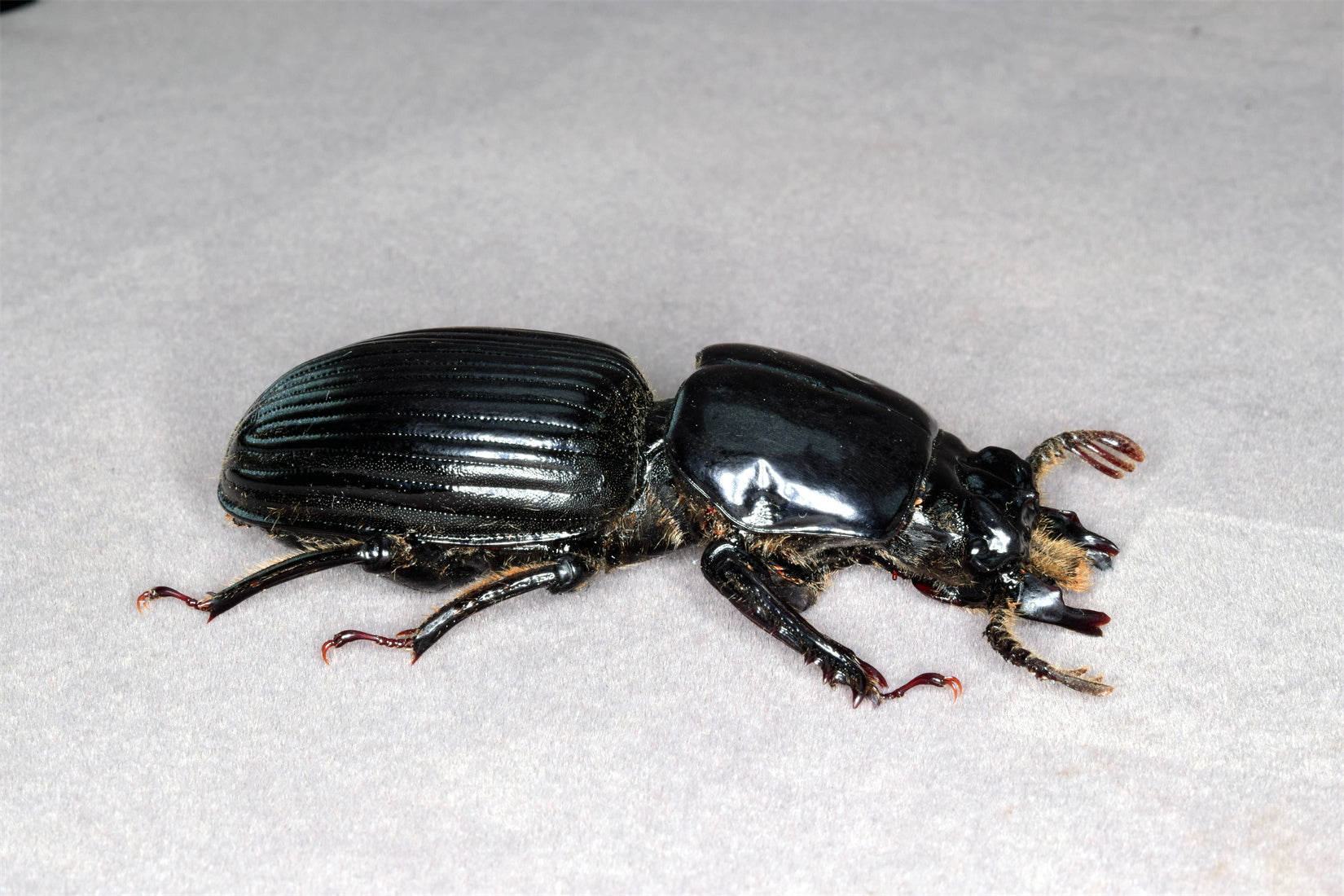 Proculus Goryi Insect Model