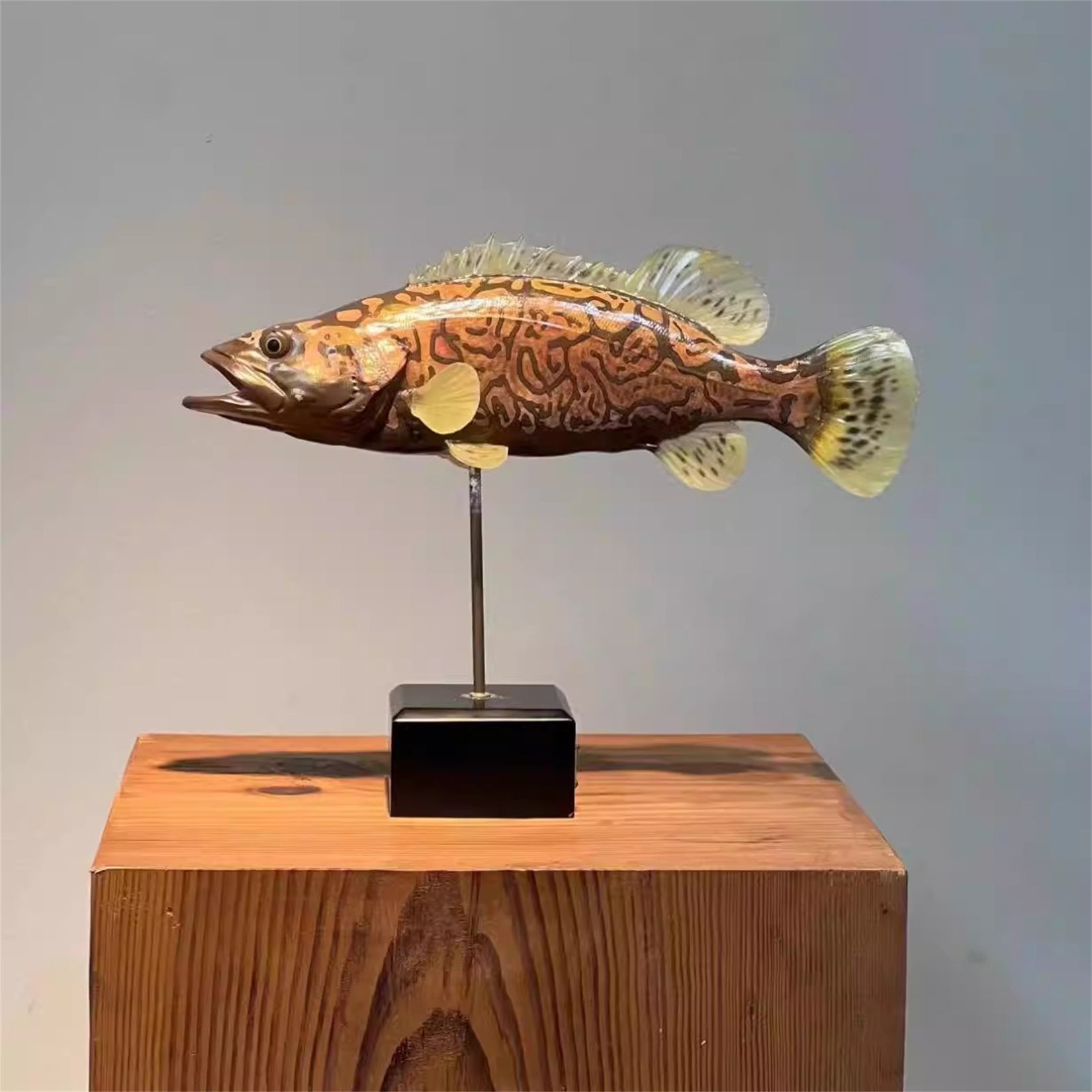 3D Siniperca Scherzeri Model