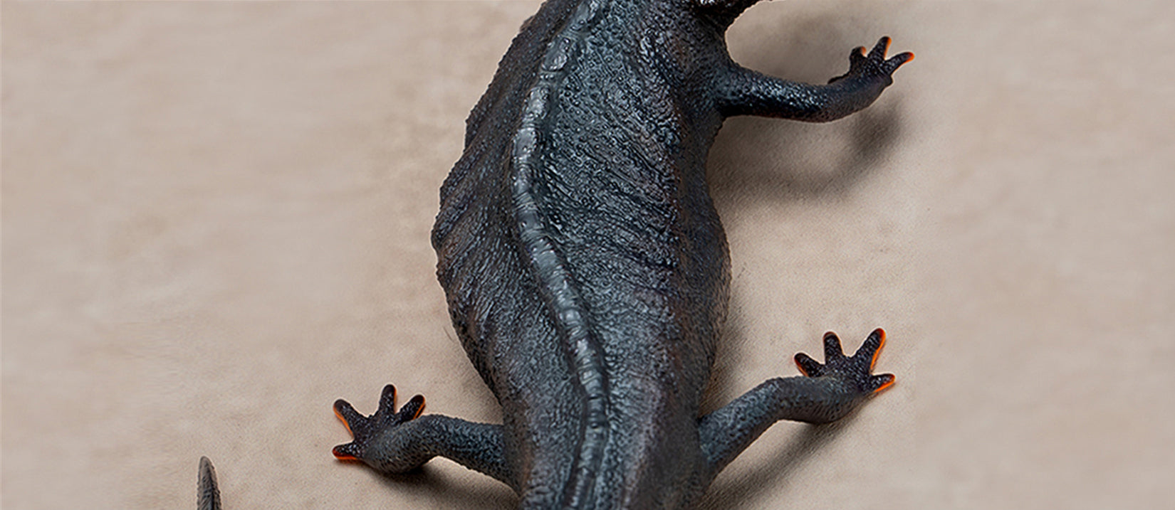 Echinotriton Chinhaiensis Model