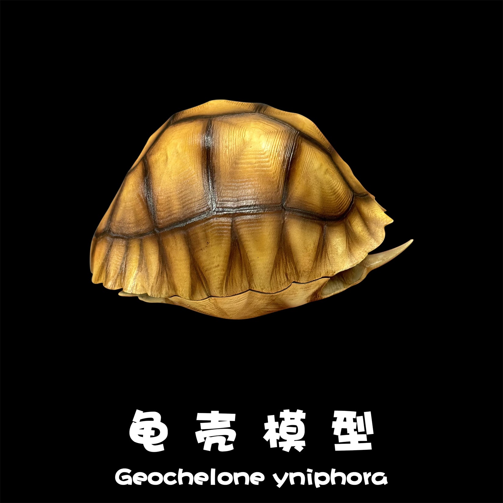 BOWUZHI Studio Realistic Geochelone Yniphora Model
