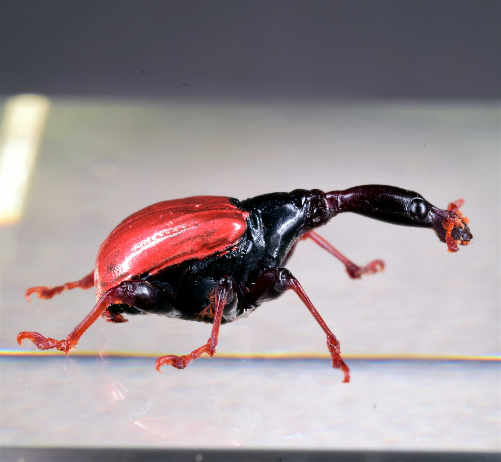 Trachelophorus Giraffa Insect Model