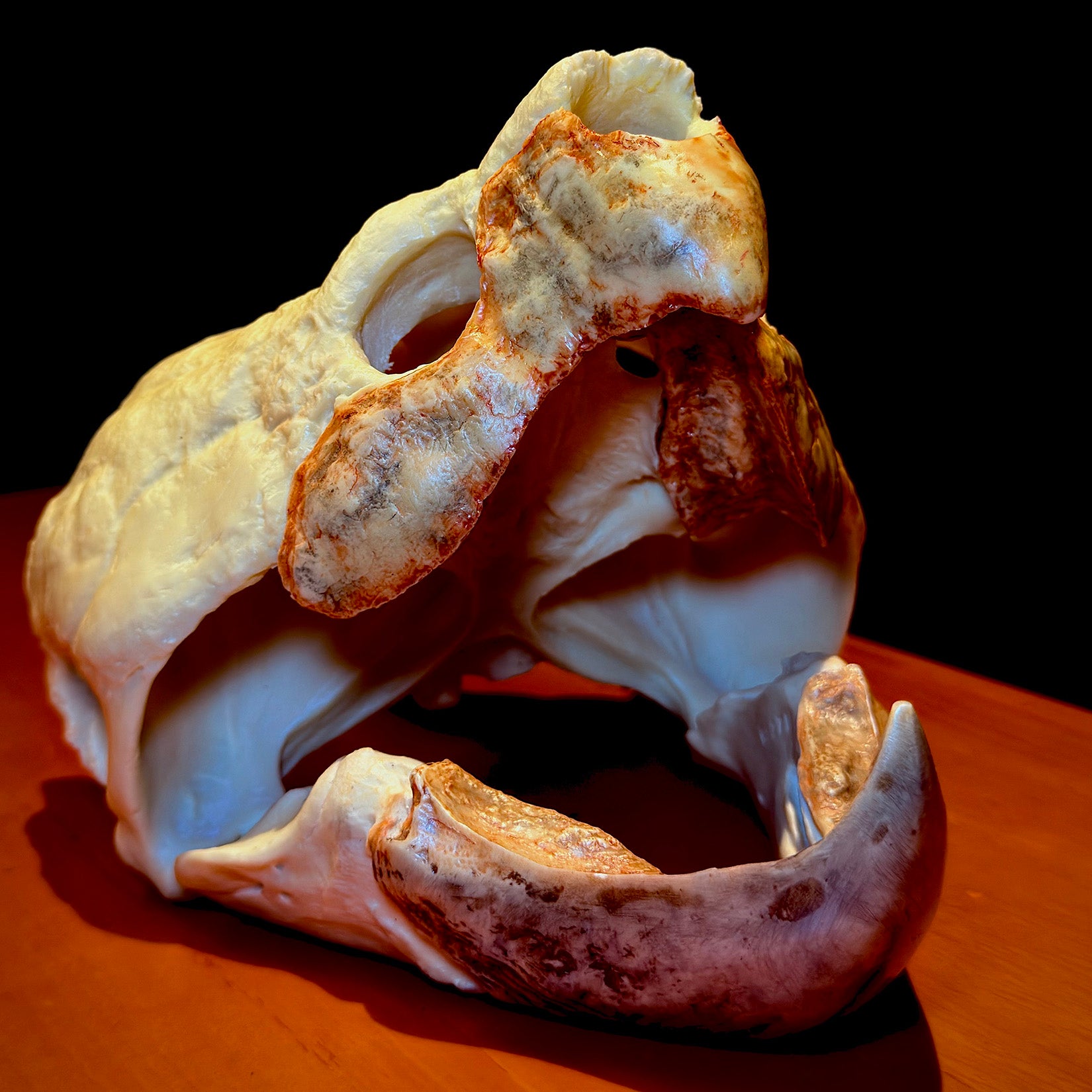 BOWUZHI Studio Alligator Snapping Turtle Skull Model