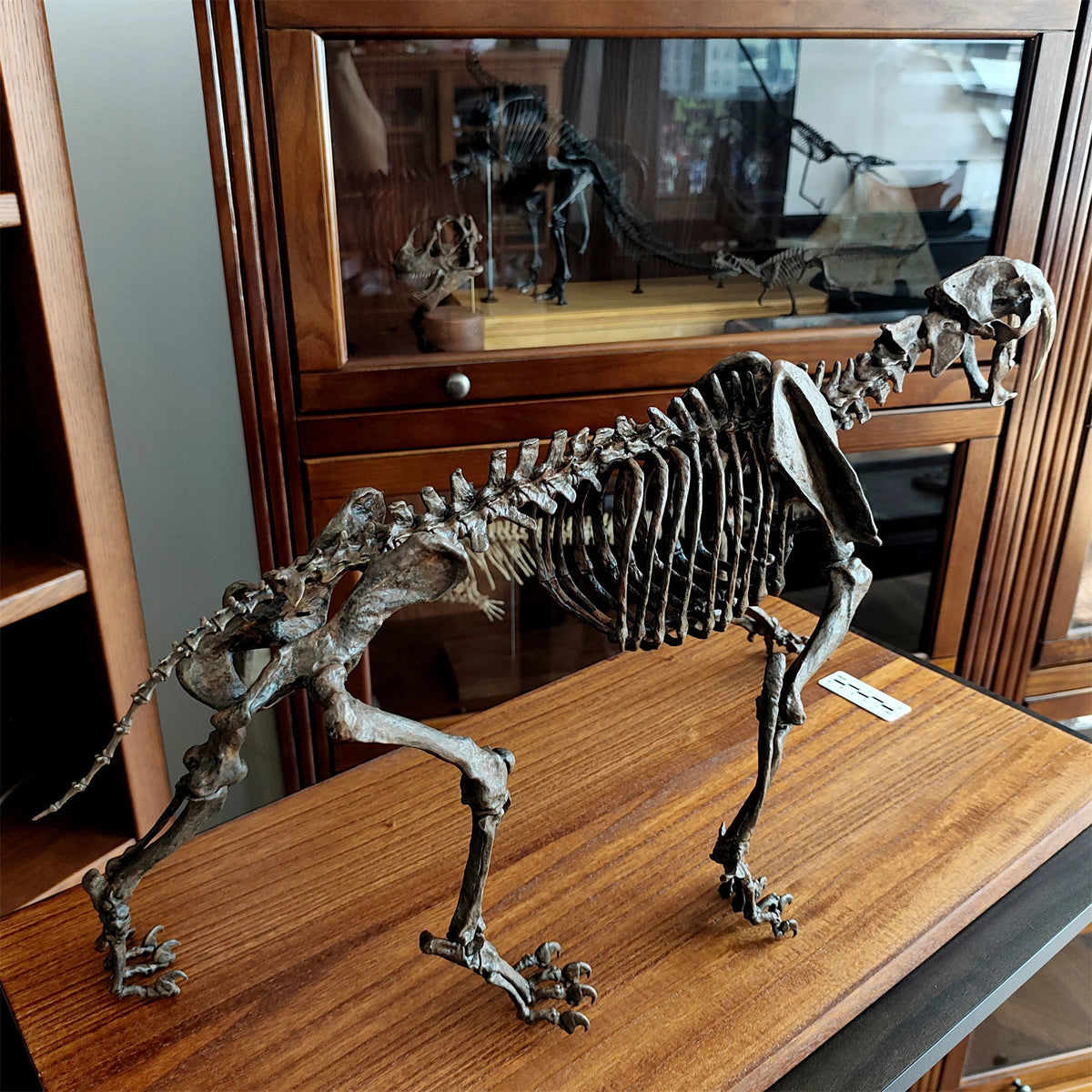 3D Printed 1:5 Scale Smilodon Populator Sabre-toothed Tiger Skeleton Model