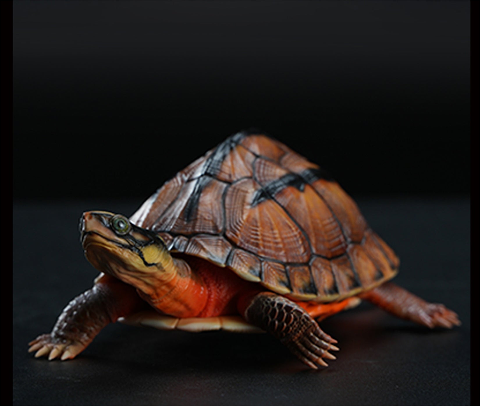 Chinese Three-striped Box Turtle Model