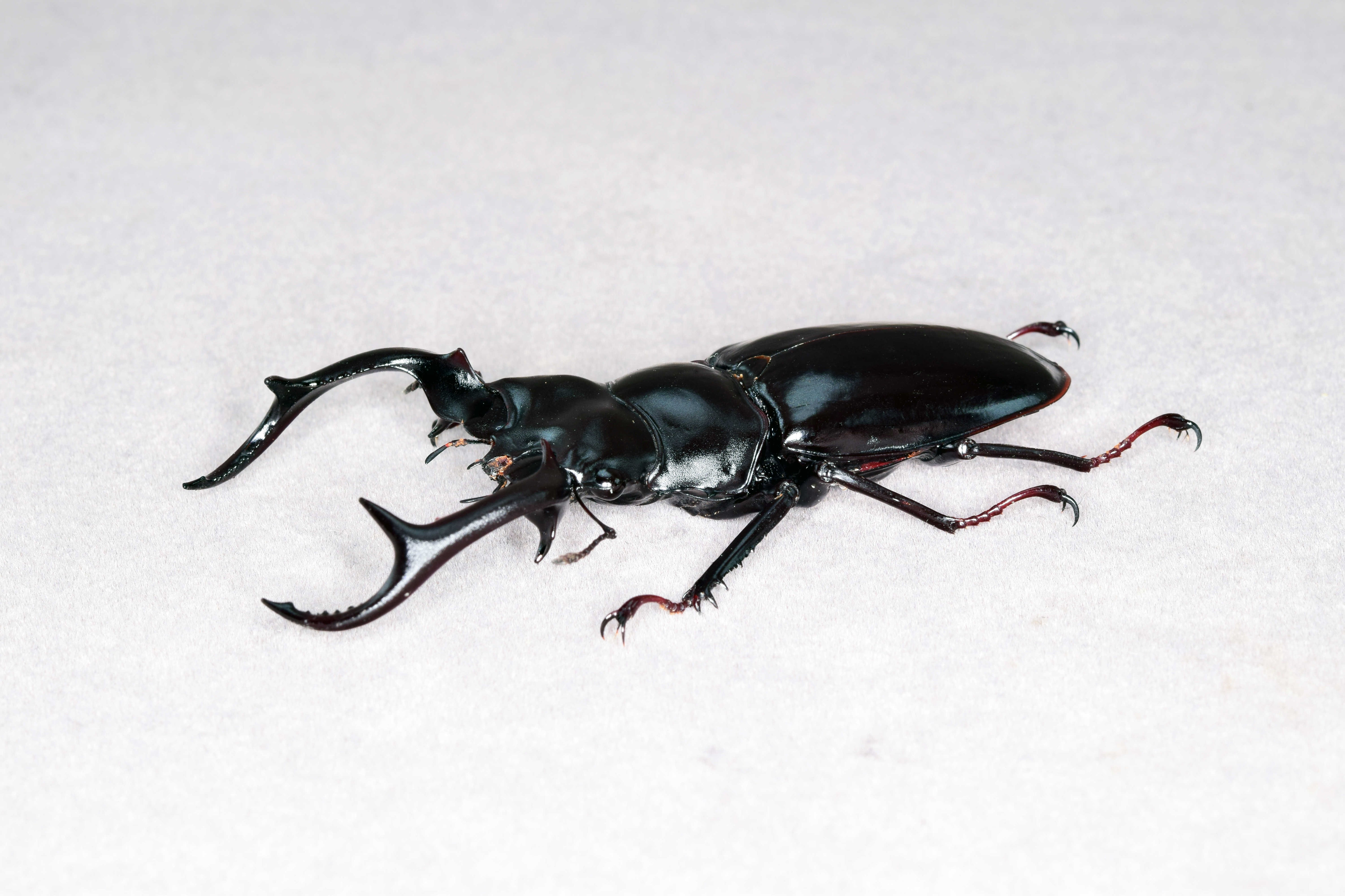 Rhaetus Westwoodi Kazumiae Fridge Magnet Model