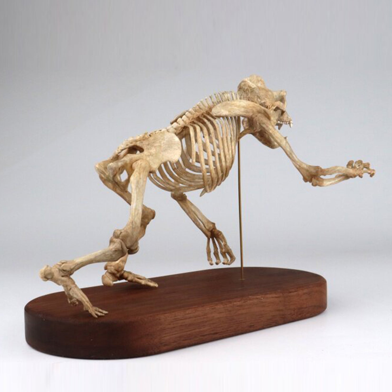 1:10 Scale 3D Printed Gorilla Skeleton Figurine