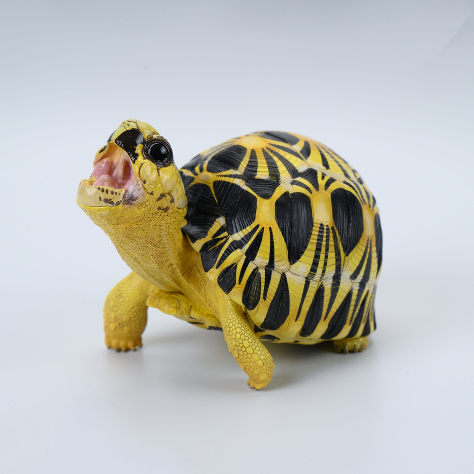 Animal Heavenly Body  Geochelone Radiata Turtle Figurine
