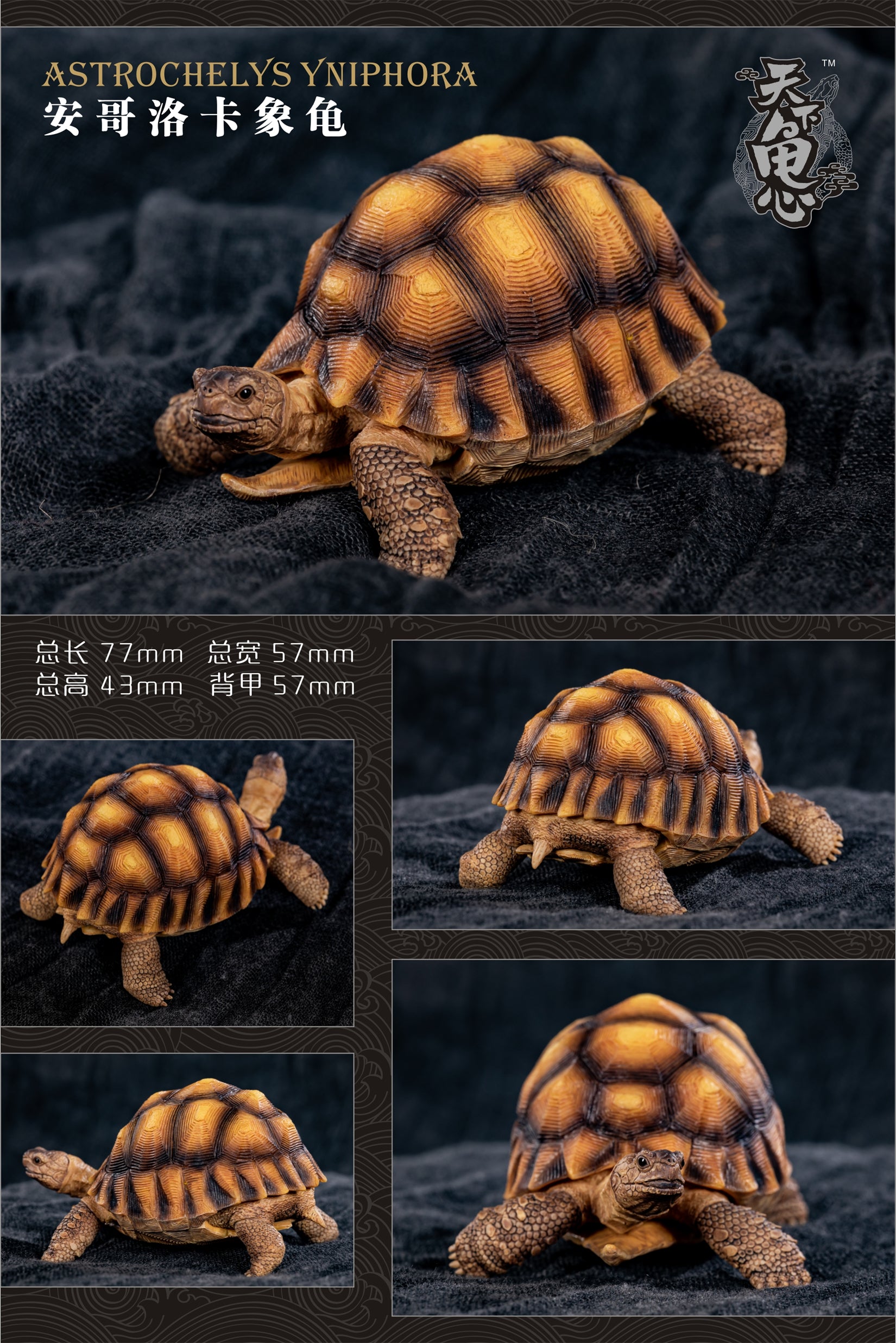 Turtle Model Series