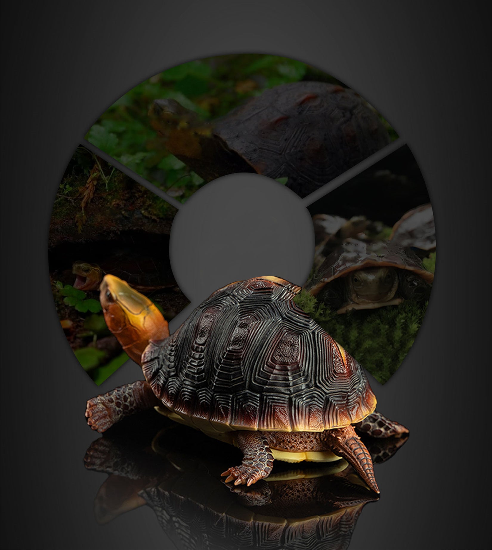 Cuora Flavomarginata Turtle Model