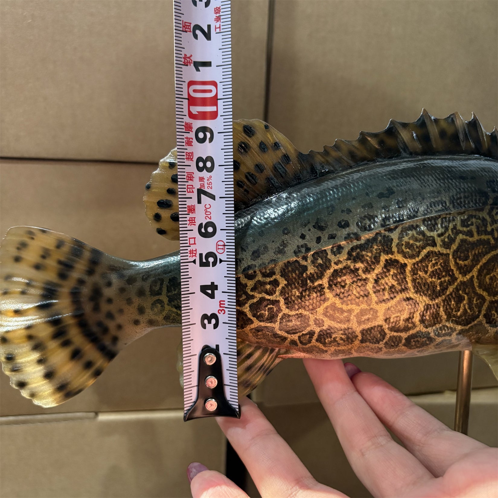 Siniperca Scherzeri  Model Fish Figure