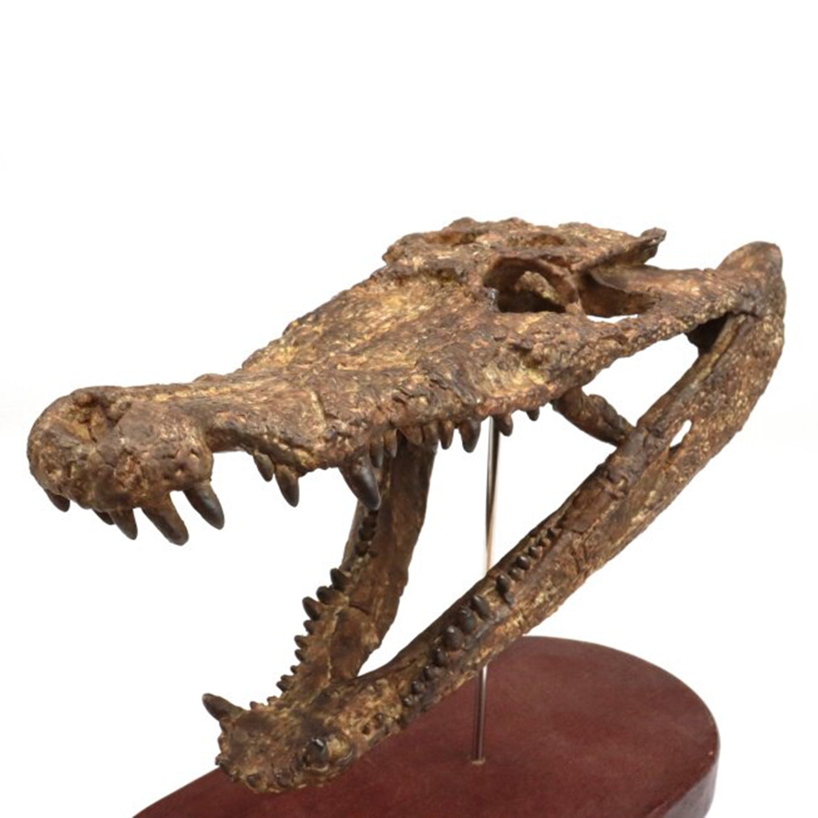 1:10 Scale 3D Printed Crocodile Skull Fossil Resin Model