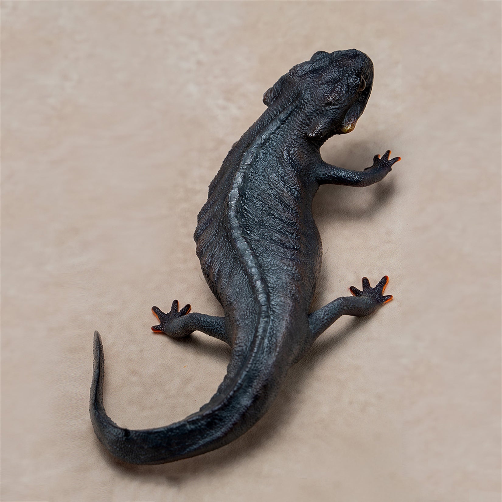 Echinotriton Chinhaiensis Model