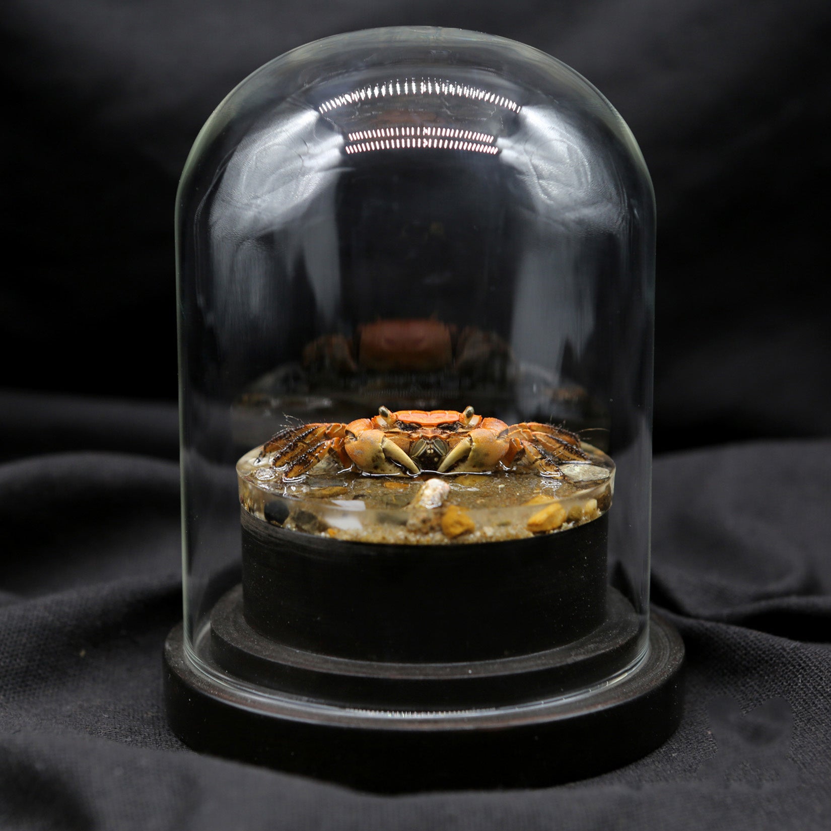 Red-Clawed Sesarmid Crab Model