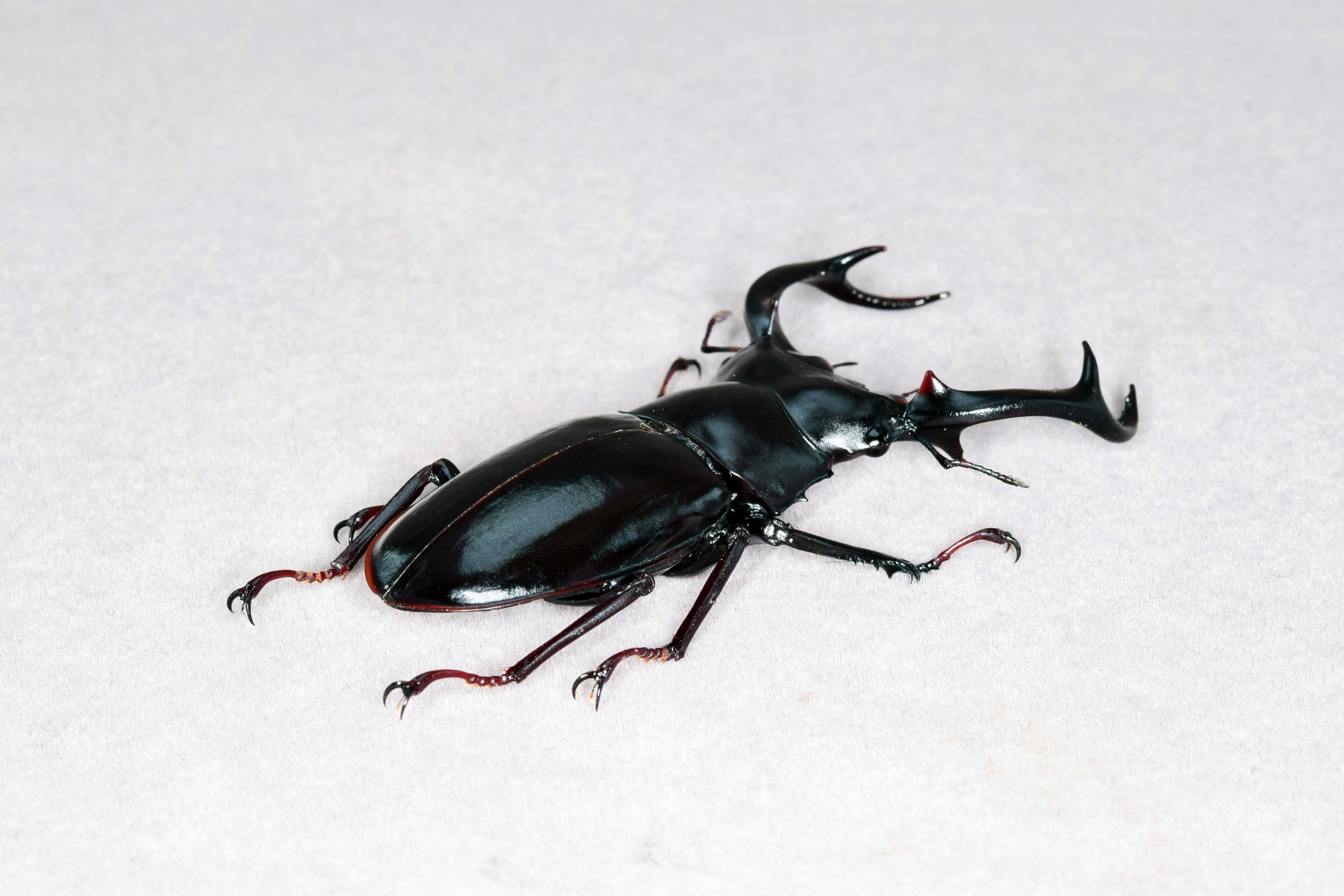Rhaetus Westwoodi Kazumiae Fridge Magnet Model