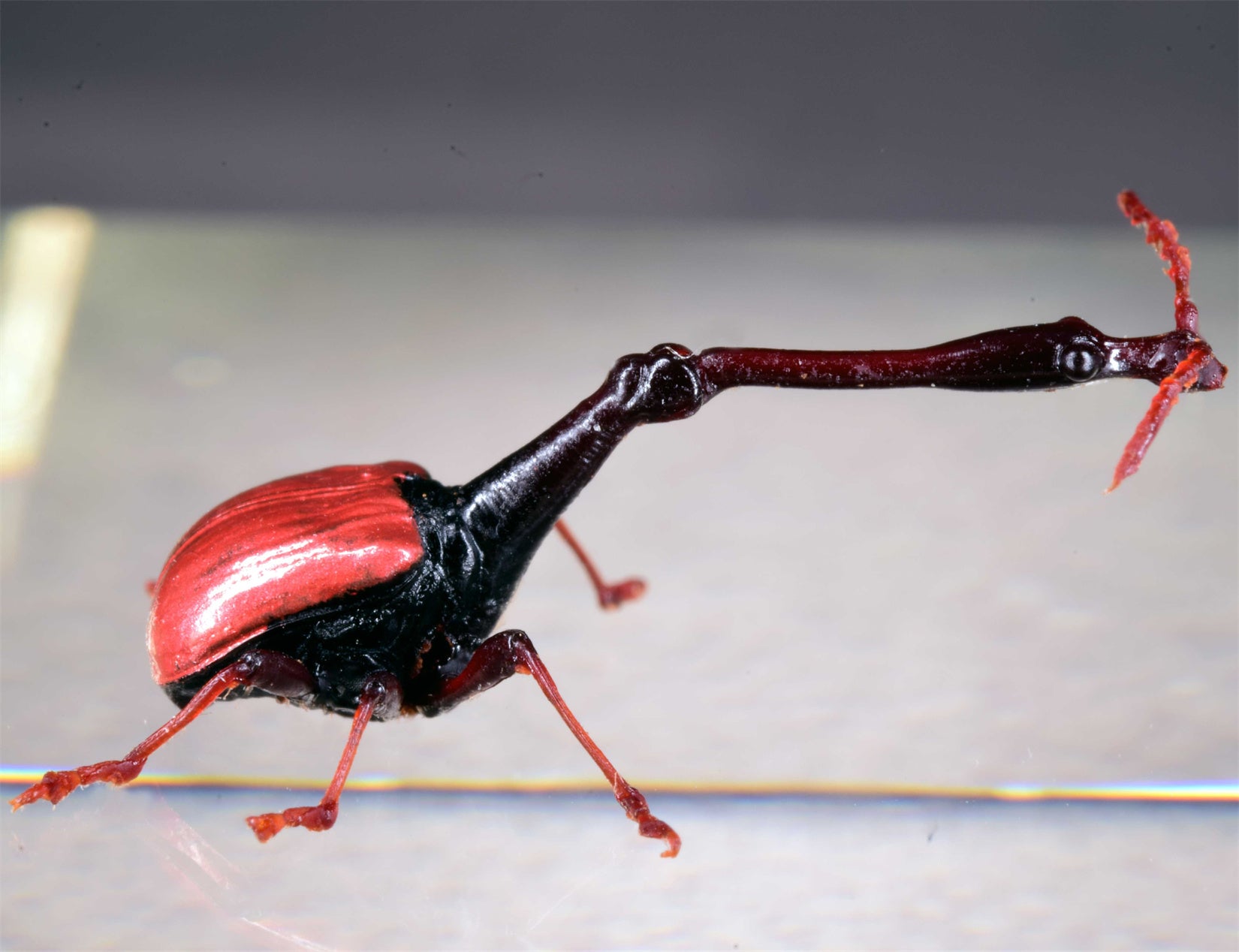 Trachelophorus Giraffa Insect Model