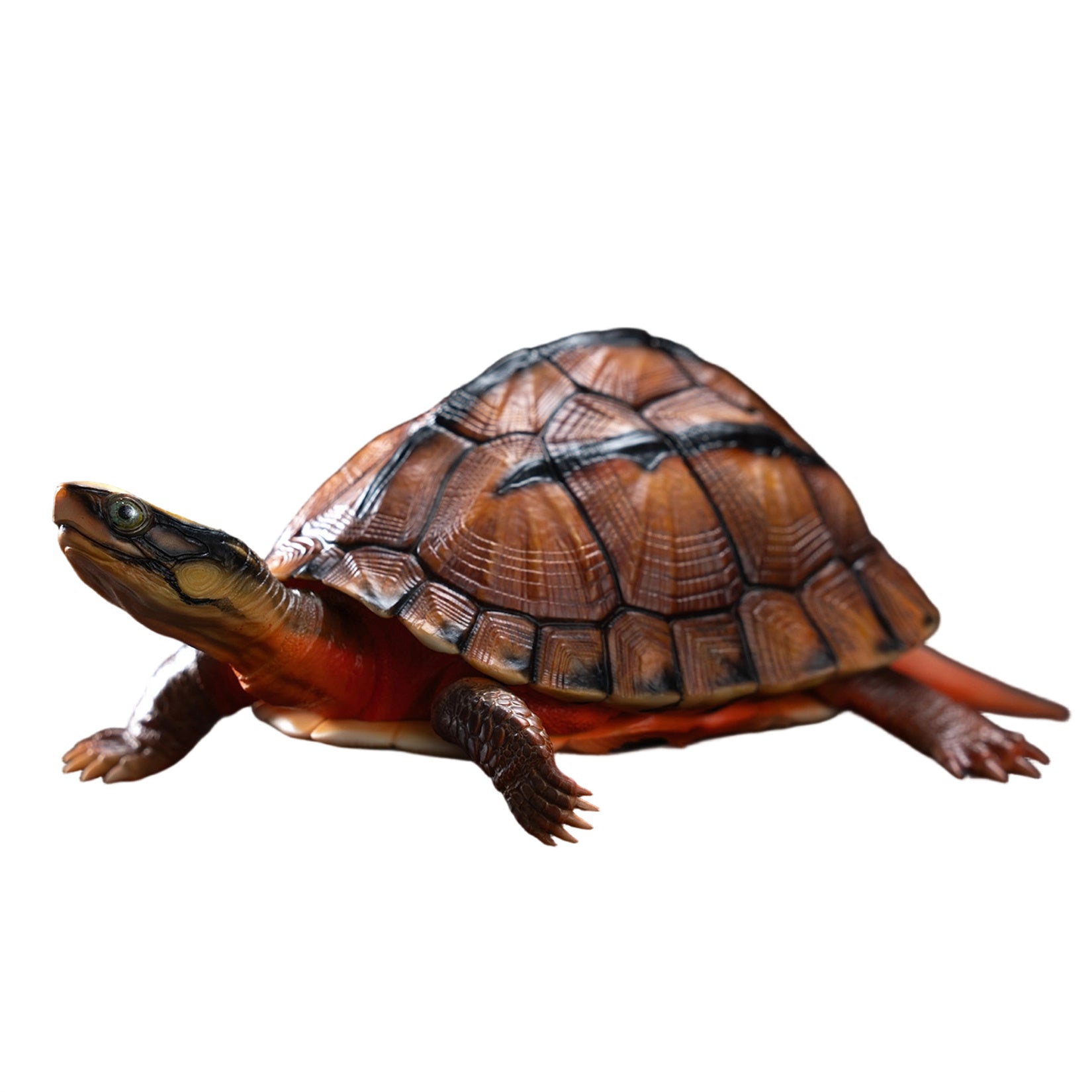 Chinese Three-striped Box Turtle Model