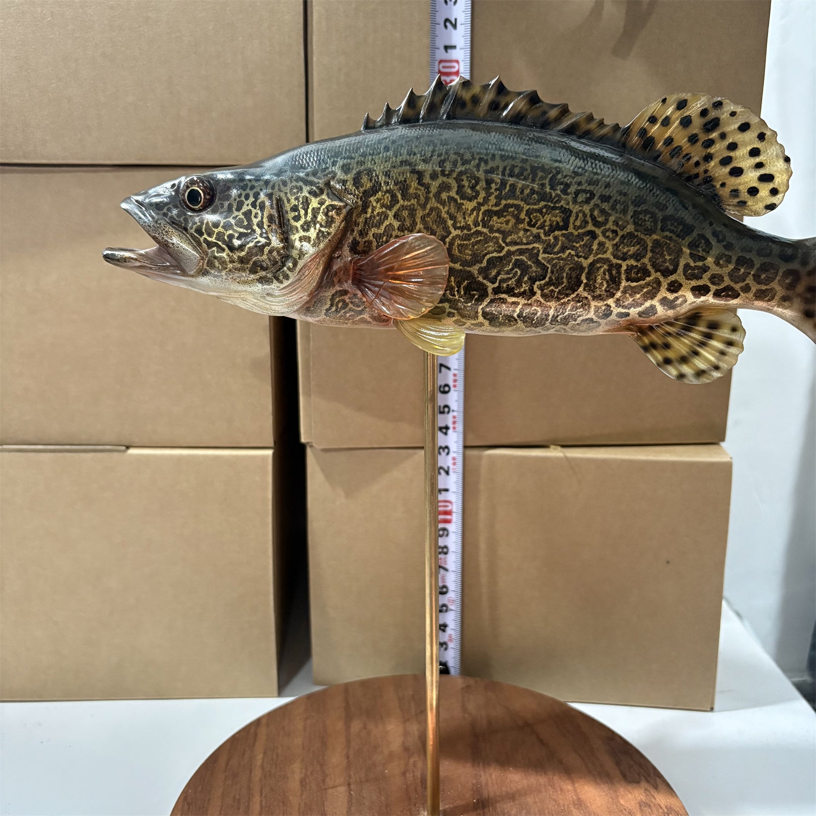 Siniperca Scherzeri  Model Fish Figure