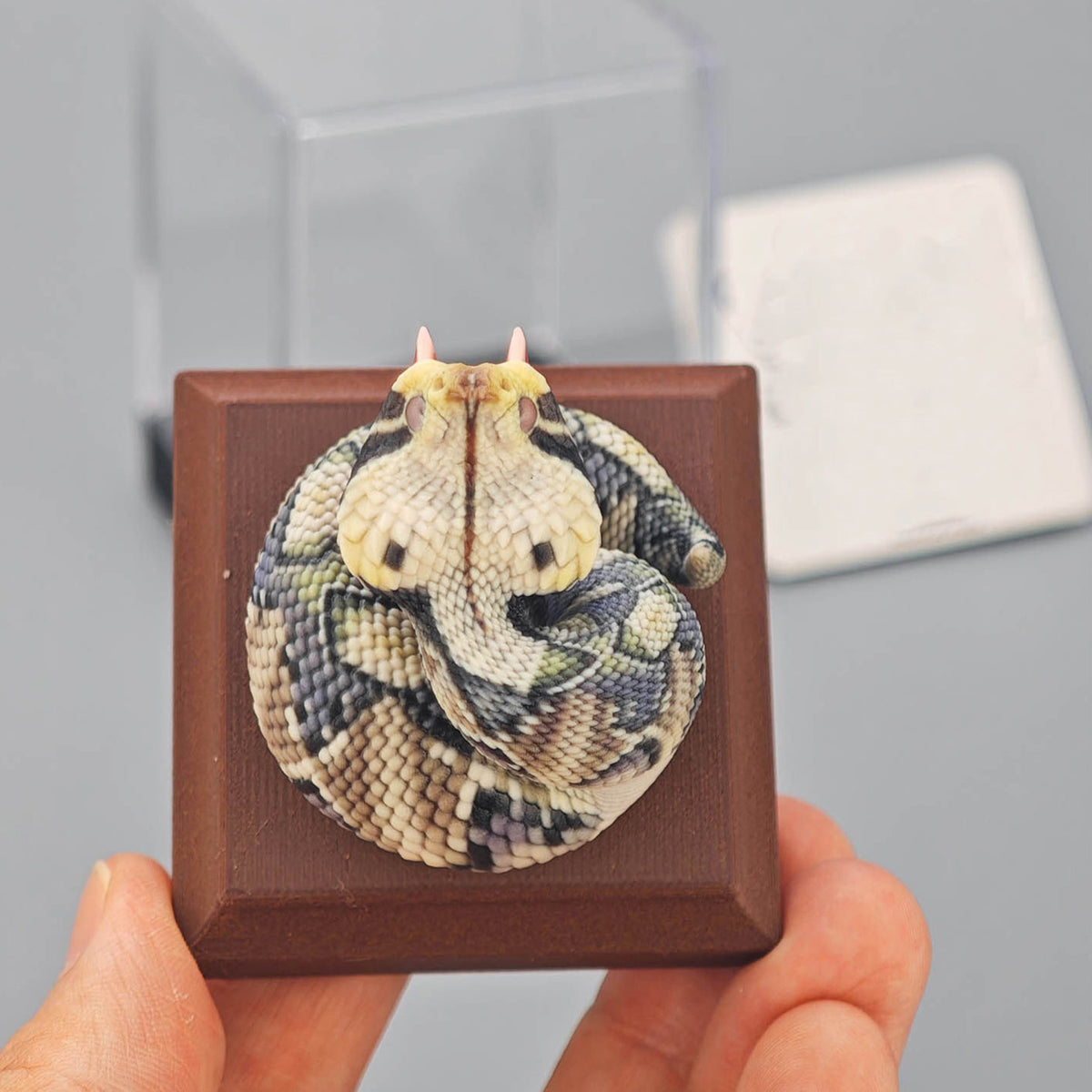 ViVid Studio Rhinoceros Viper & Gaboon Viper Model