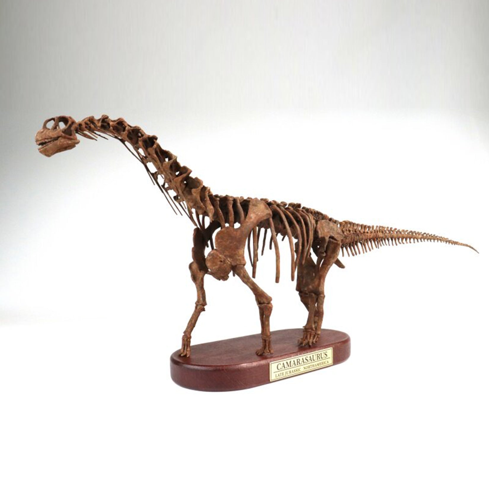 1:35 Scale 3D Printed Camarasaurus Skeleton Dinosaur Figurine