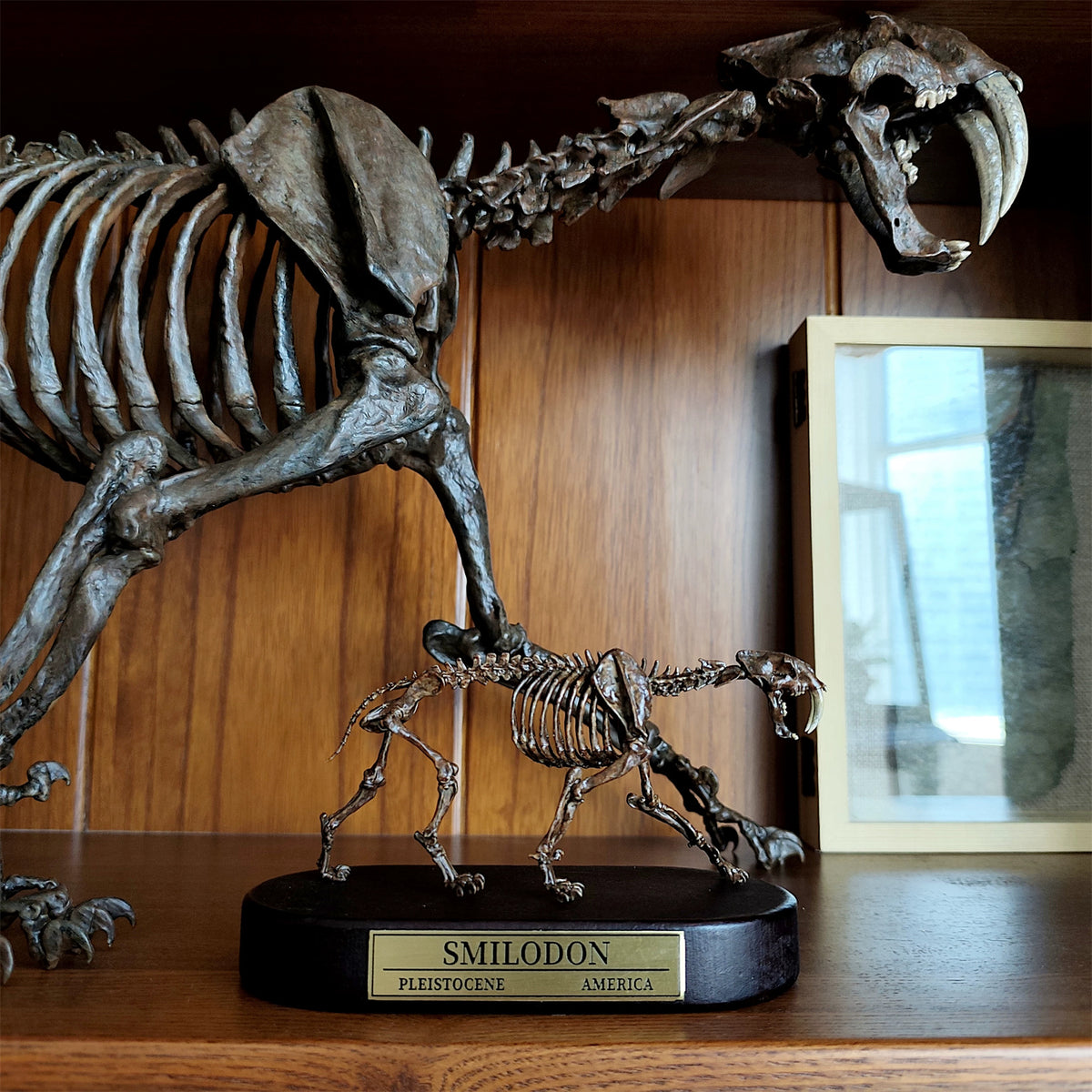 3D Printed 1:20 Scale Sabre-toothed Tiger Skeleton Model