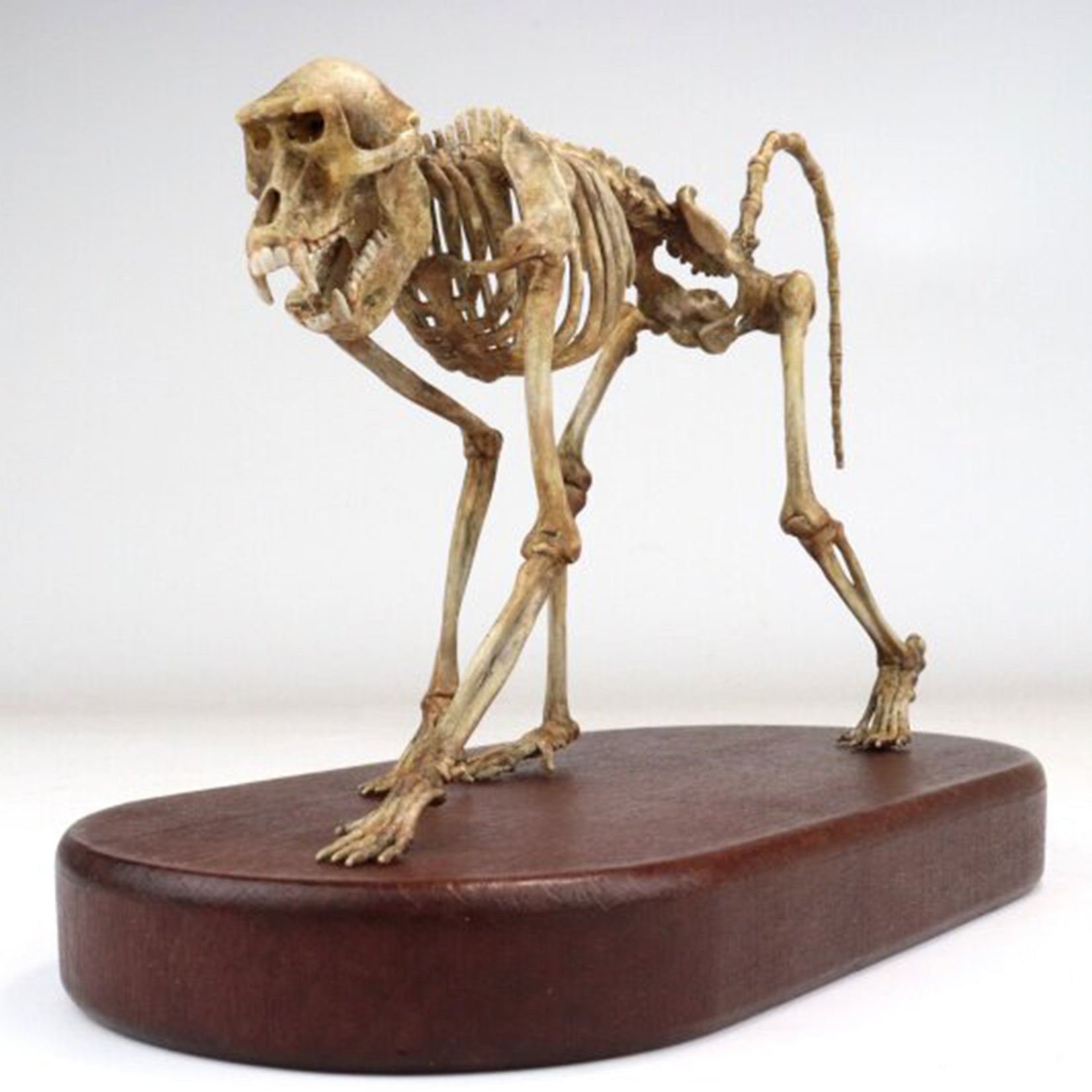 1:5 Scale 3D Printed Baboon Skeleton Display Figurine