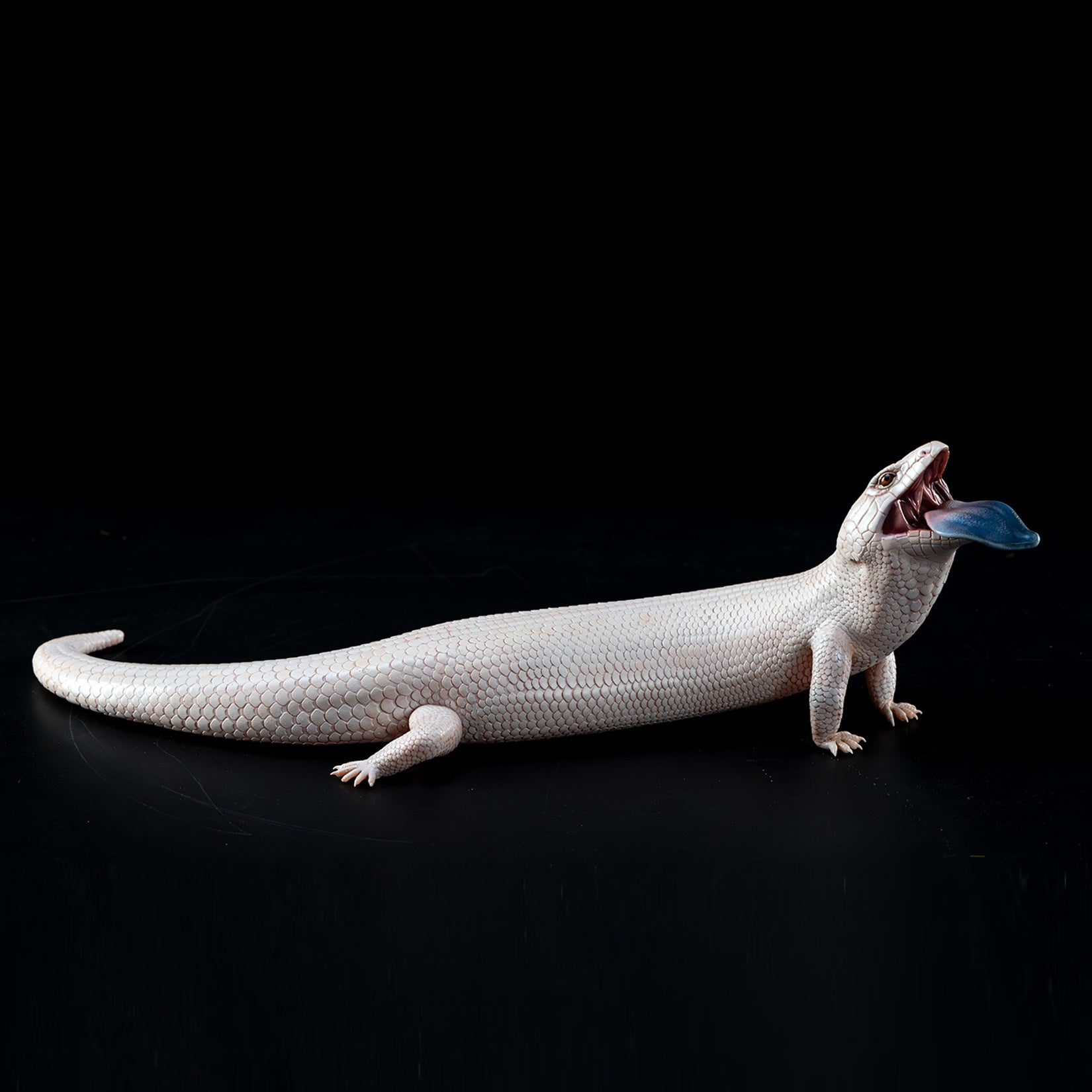 Common Bluetongue Model